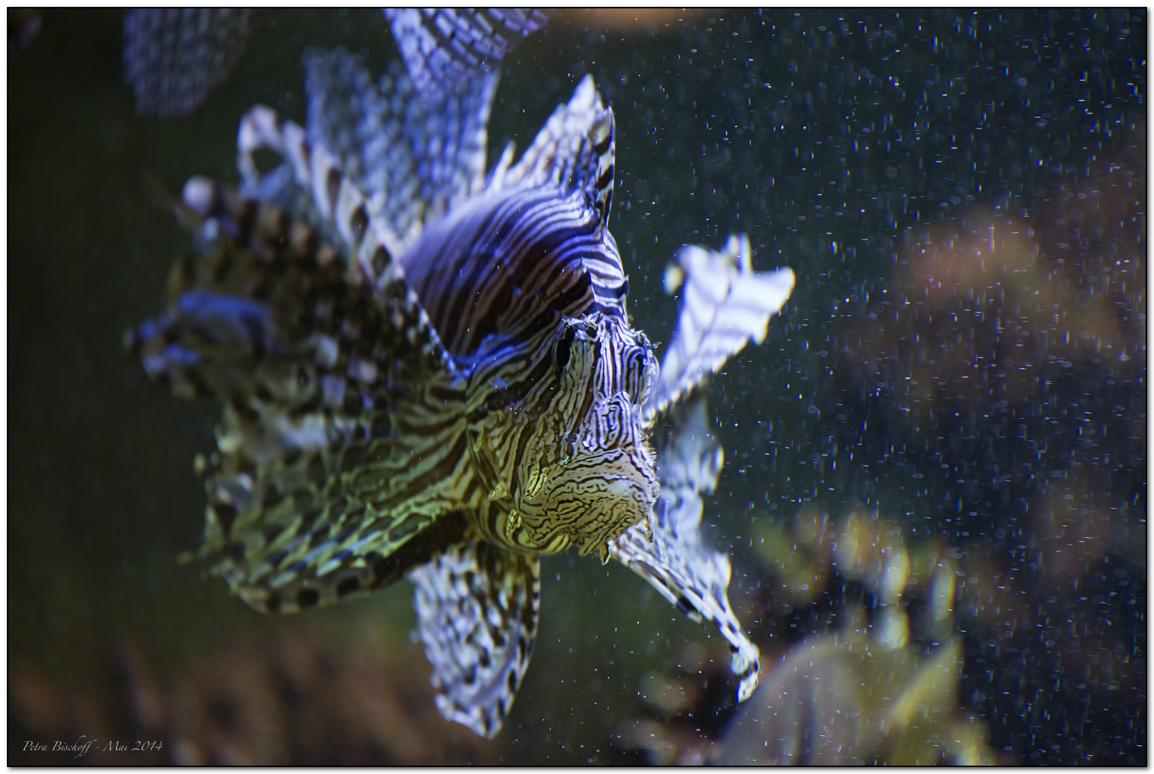 &copy; Petra Bischoff