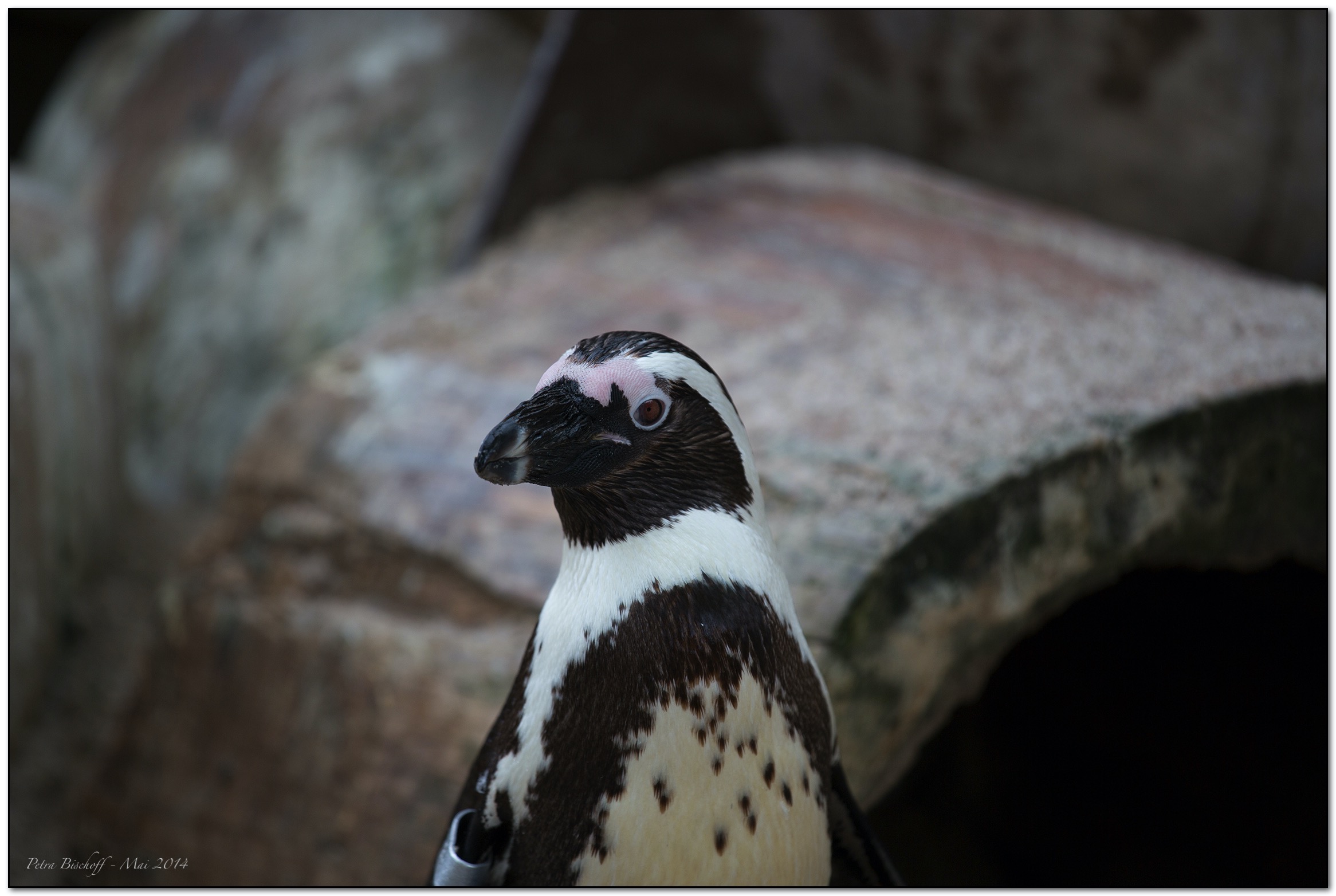 &copy; Petra Bischoff