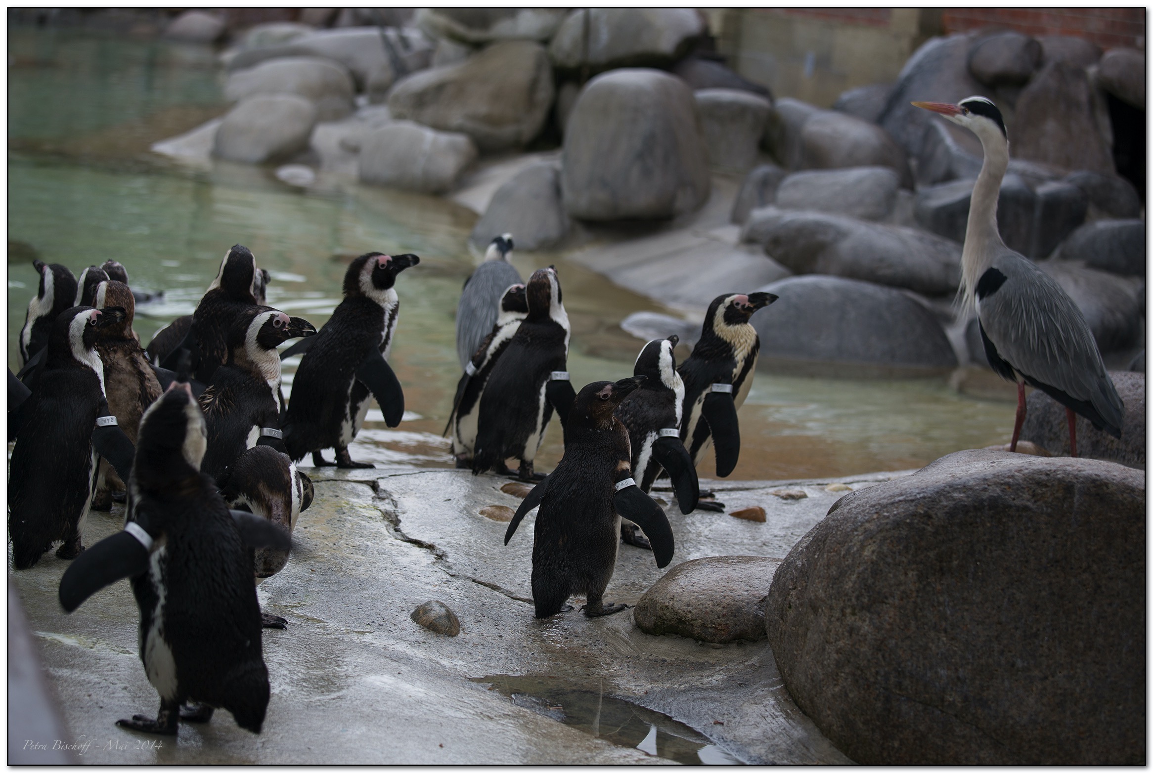 &copy; Petra Bischoff