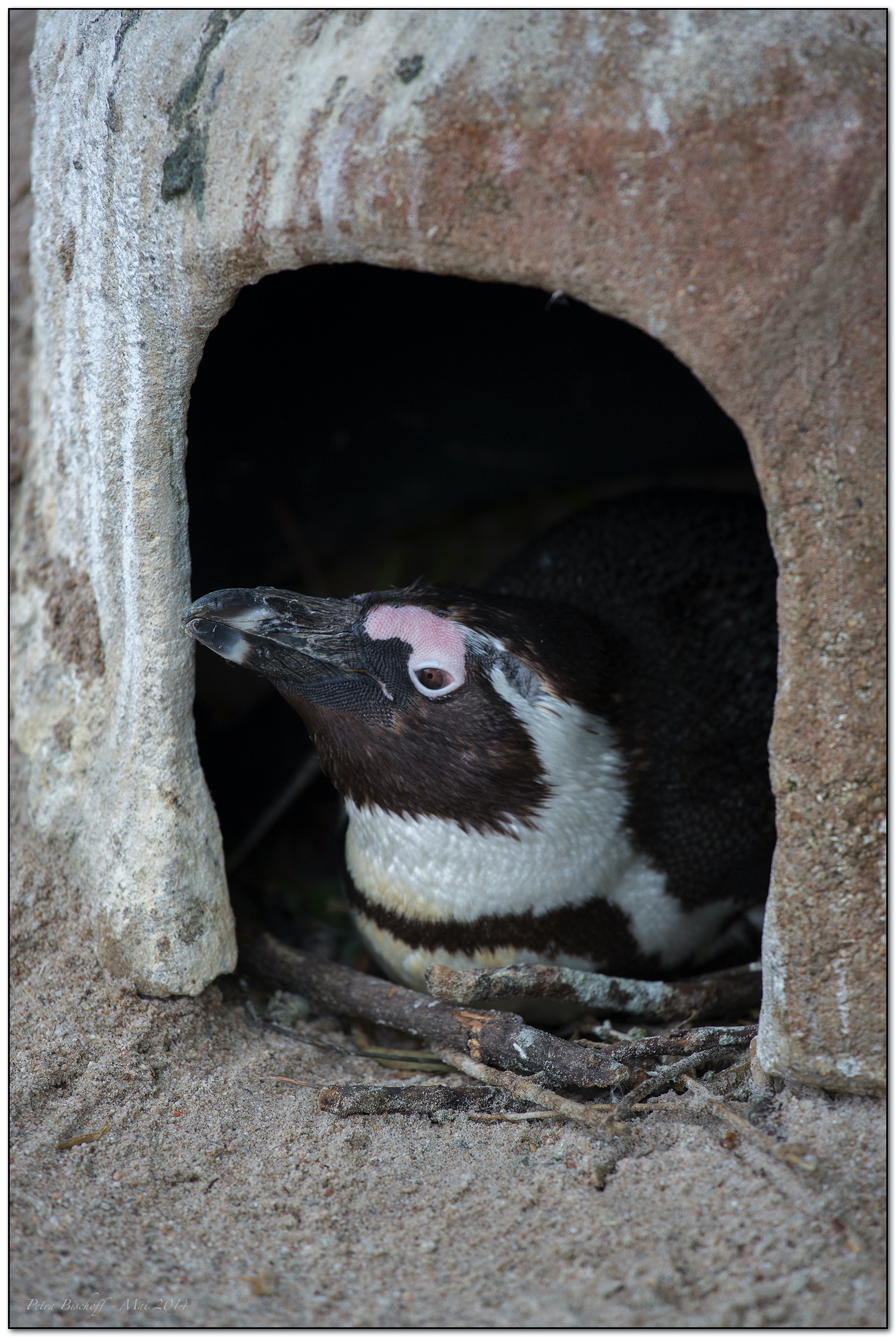 &copy; Petra Bischoff