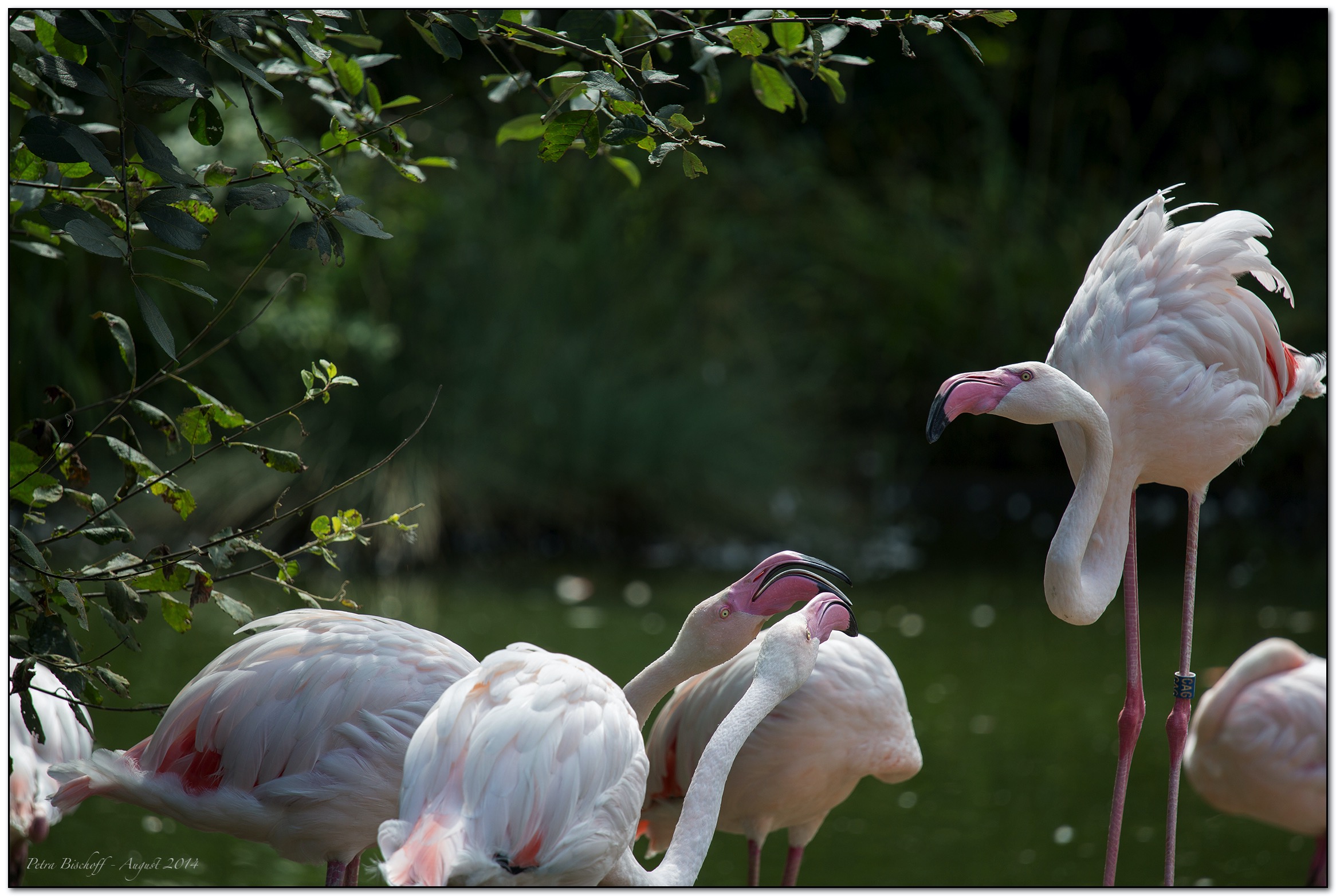 &copy; Petra Bischoff