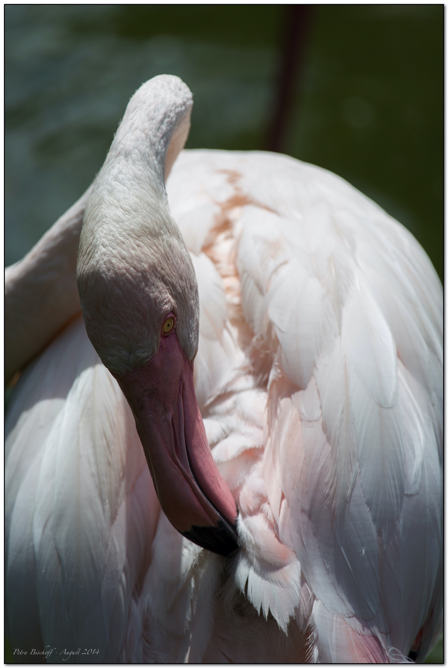 &copy; Petra Bischoff