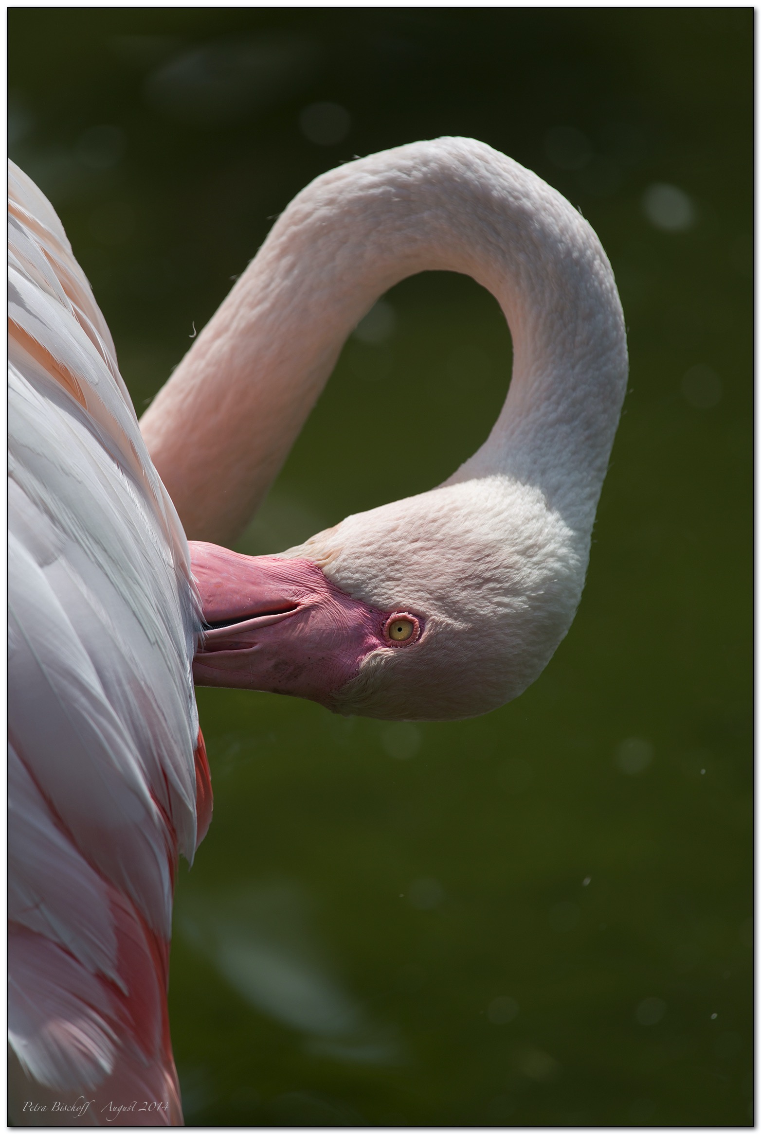 &copy; Petra Bischoff