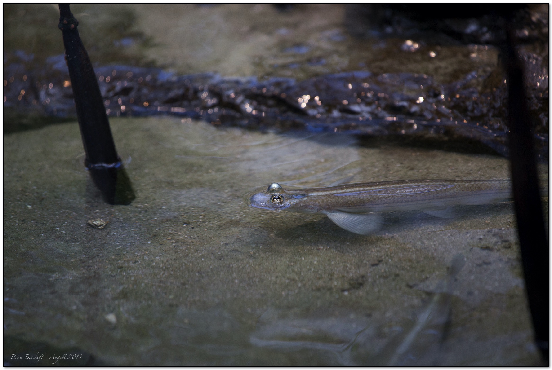 &copy; Petra Bischoff