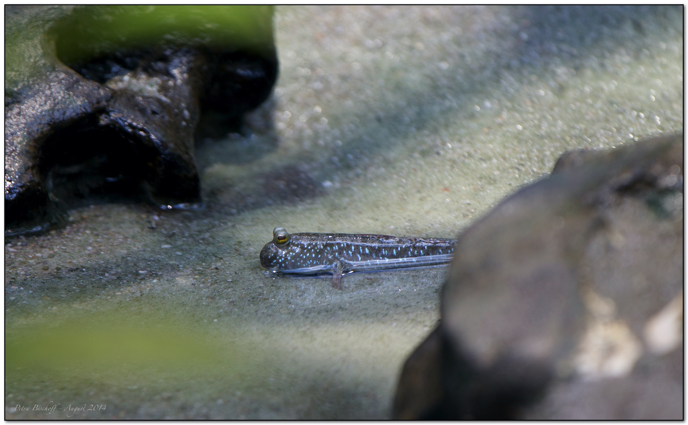 &copy; Petra Bischoff