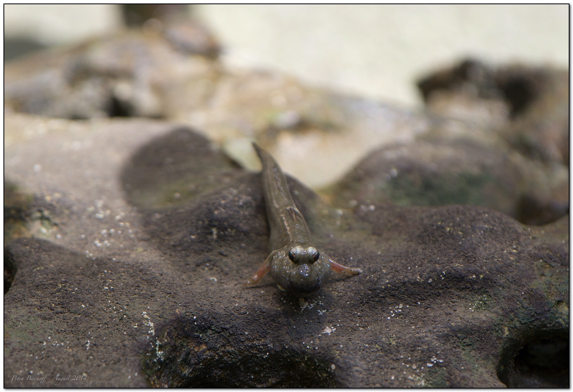 &copy; Petra Bischoff