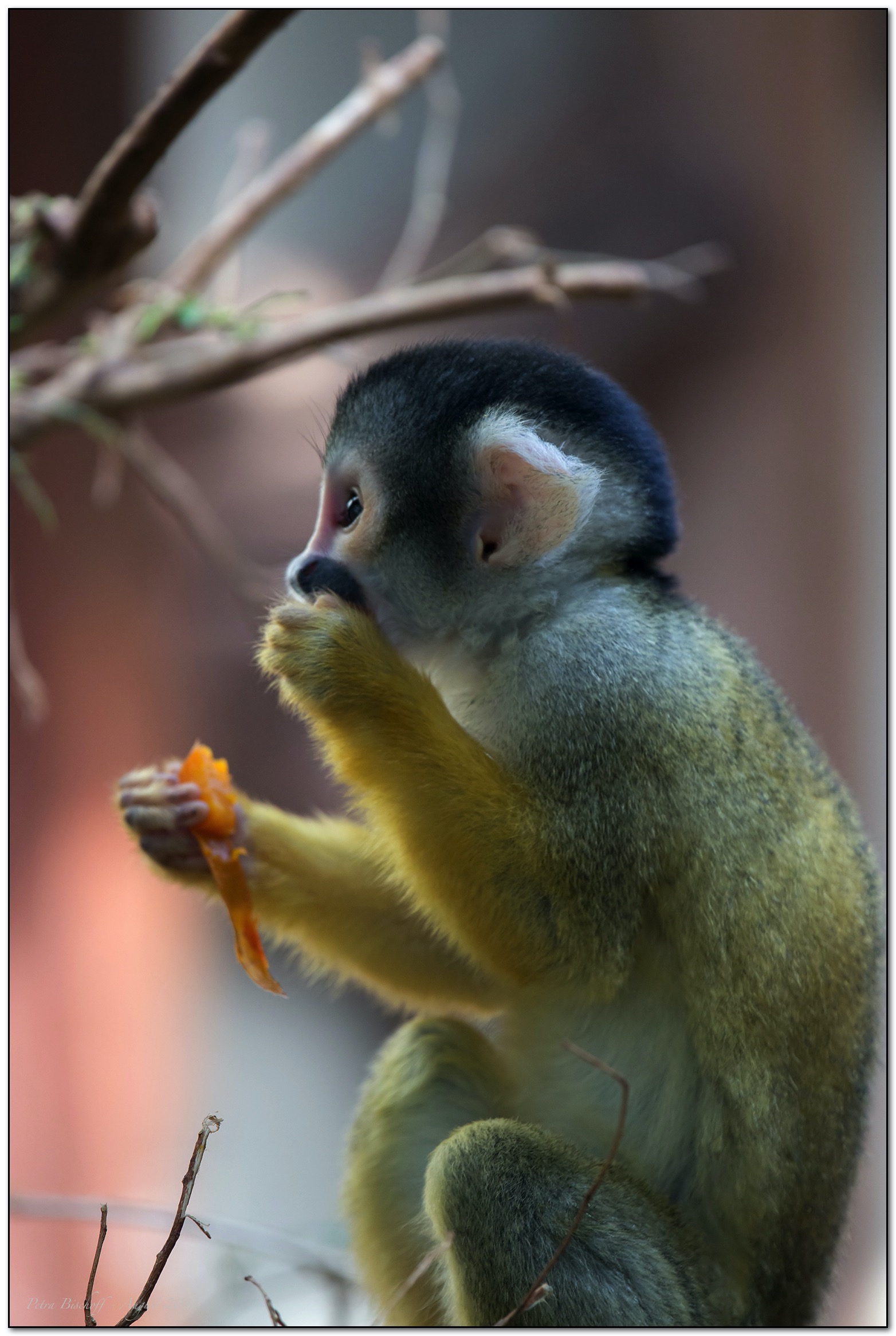 &copy; Petra Bischoff