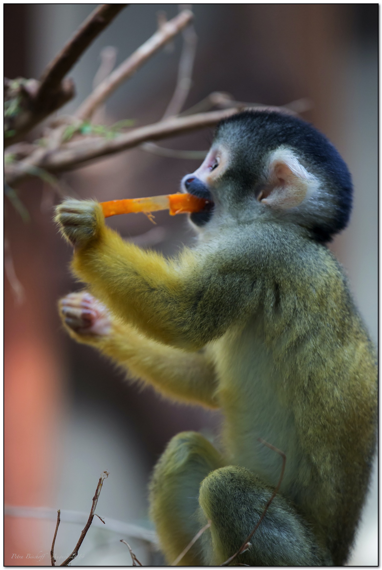 &copy; Petra Bischoff