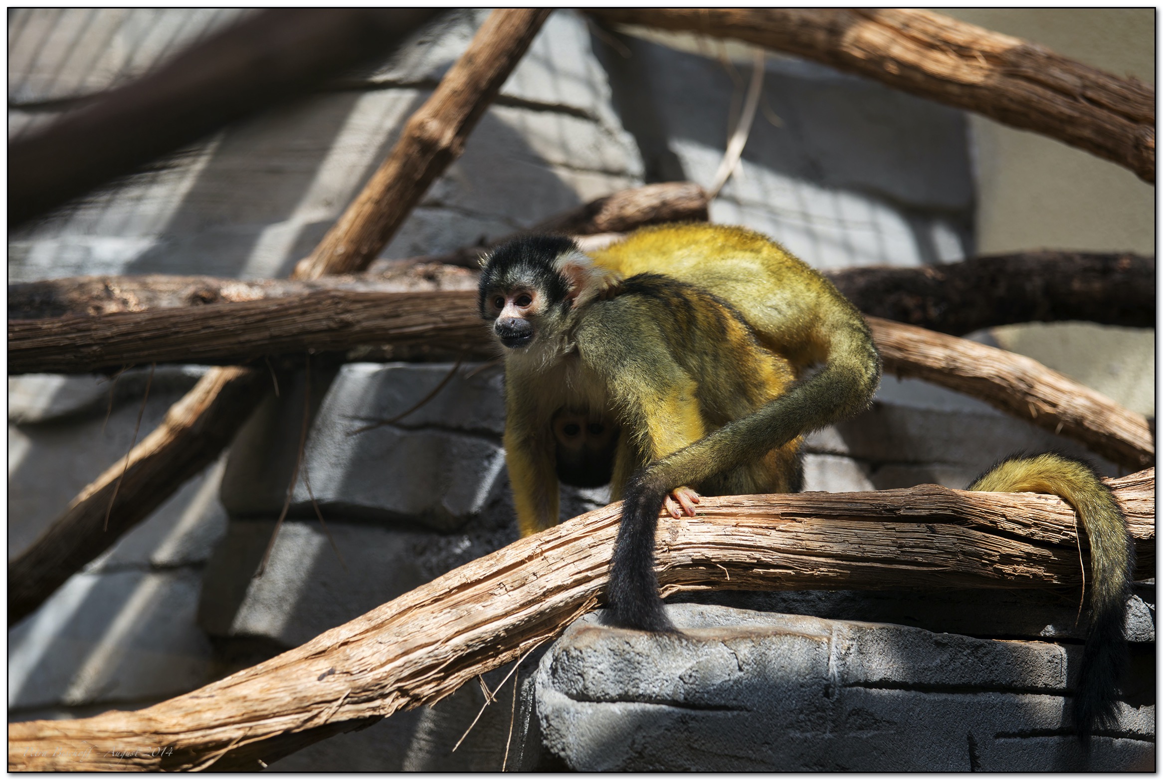 &copy; Petra Bischoff