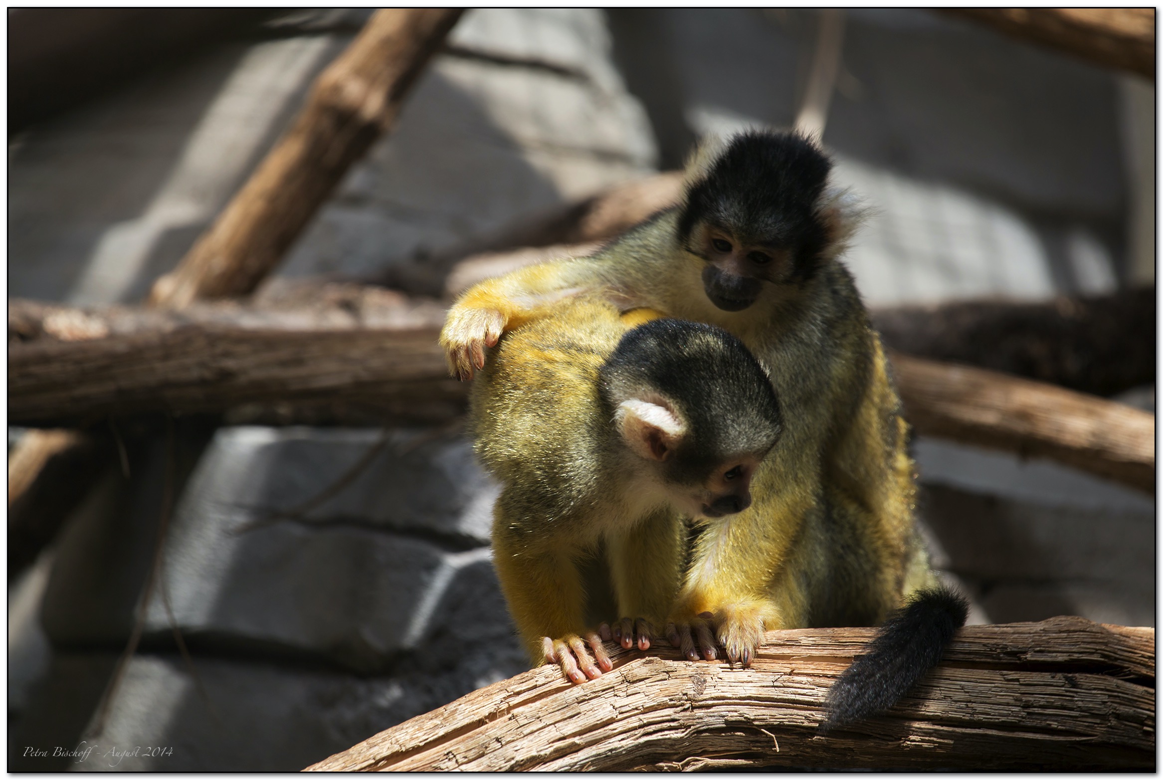 &copy; Petra Bischoff