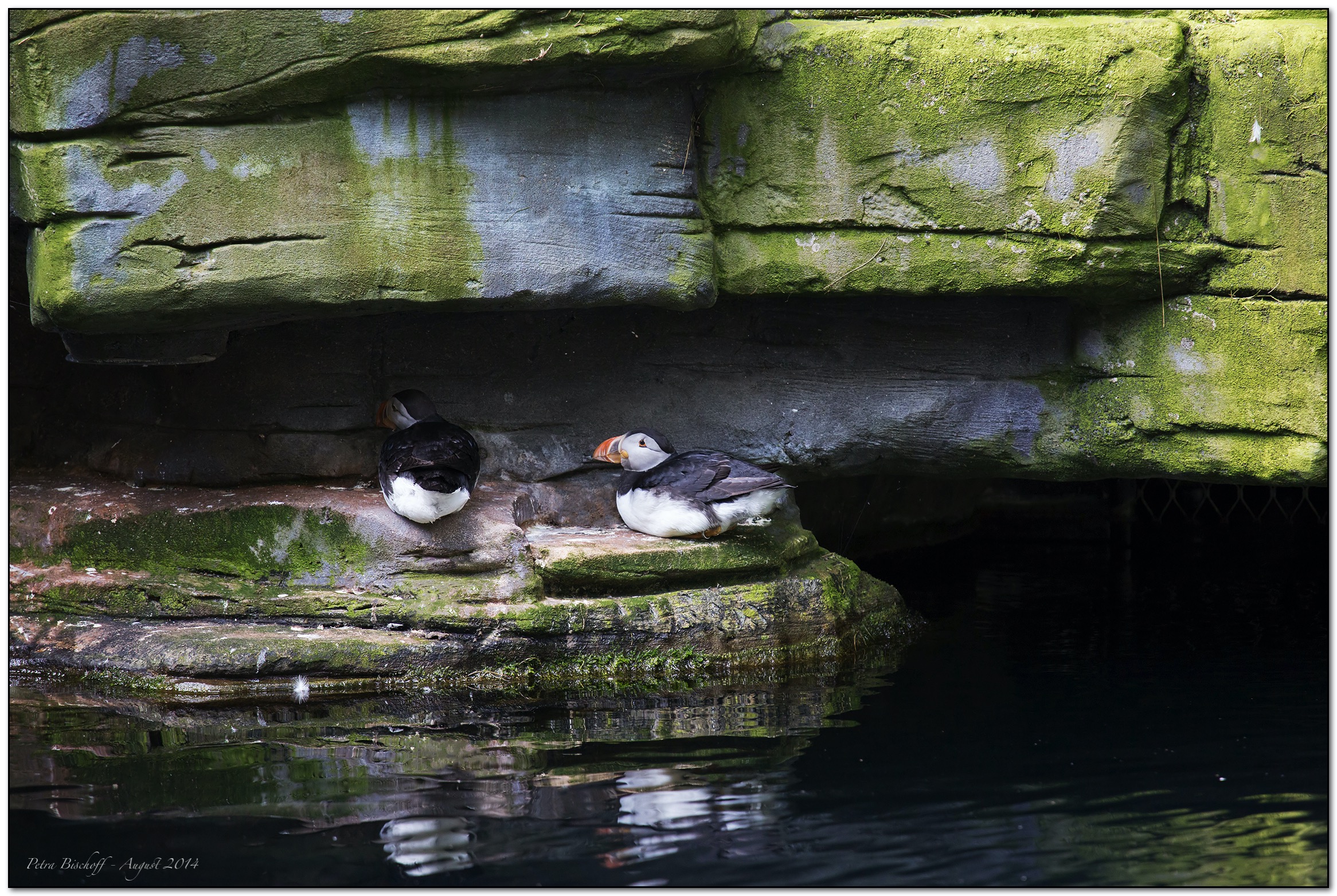 &copy; Petra Bischoff