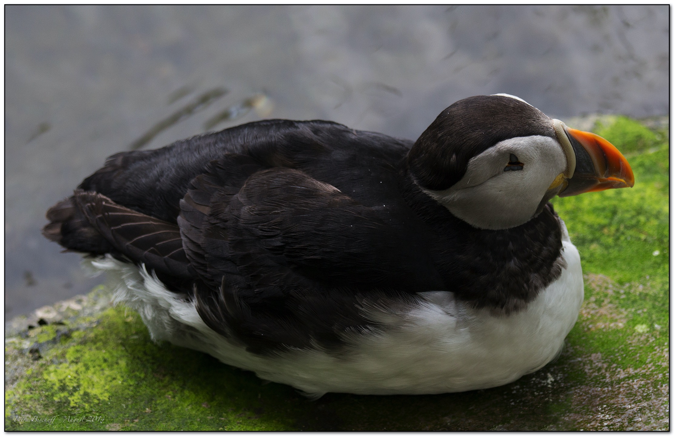 &copy; Petra Bischoff