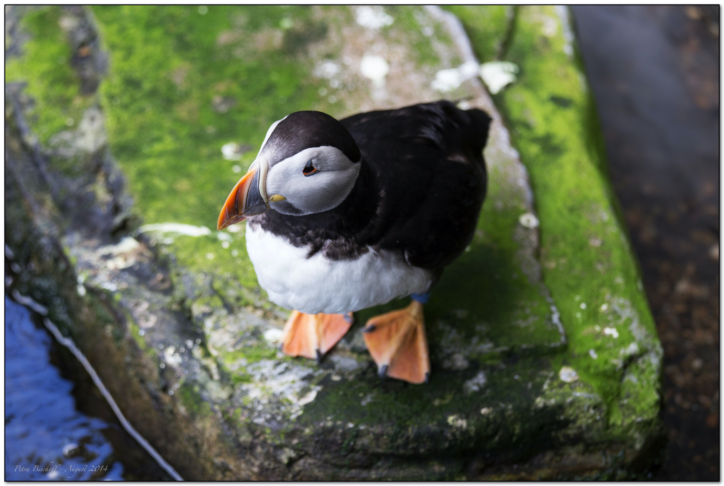 &copy; Petra Bischoff