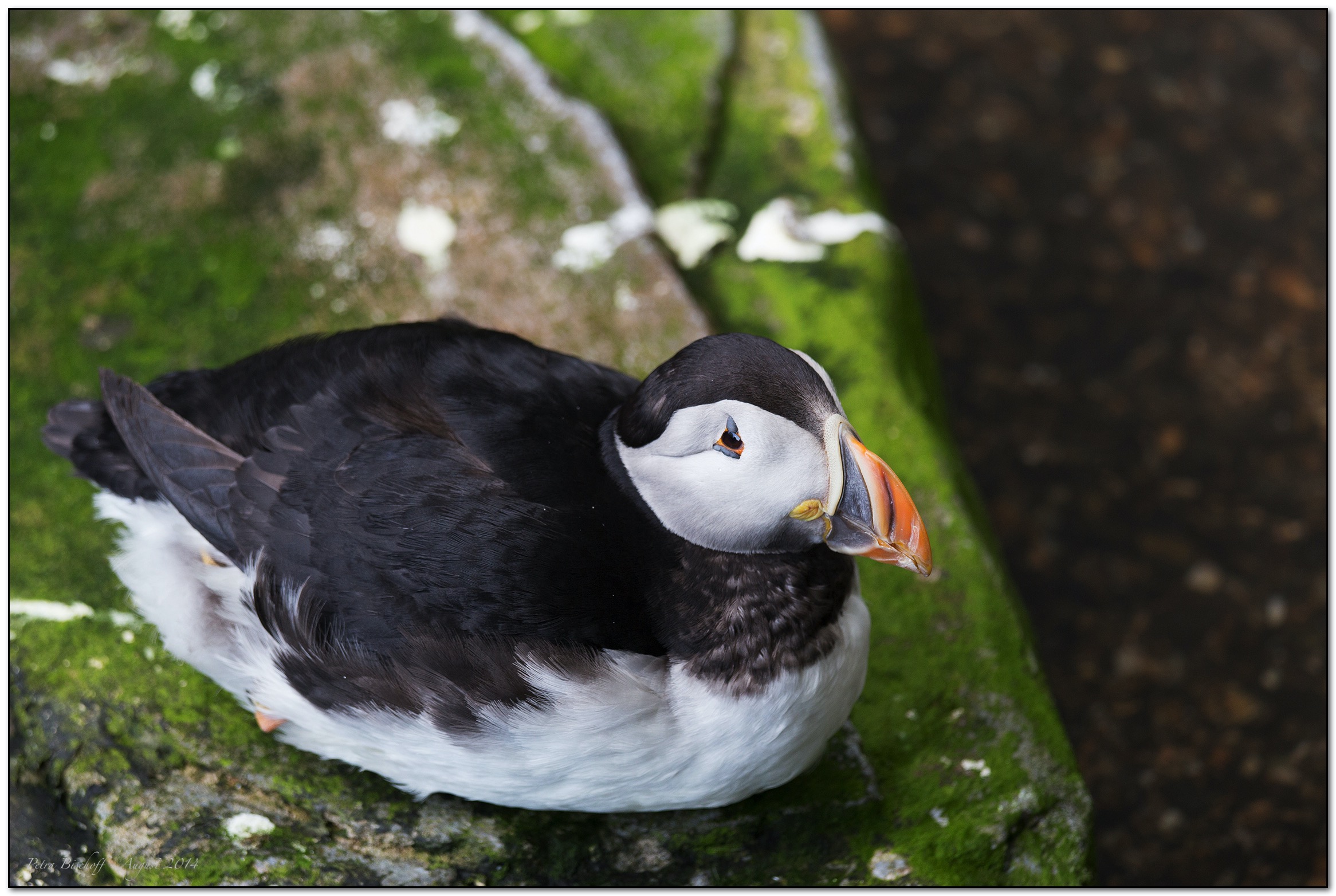 &copy; Petra Bischoff