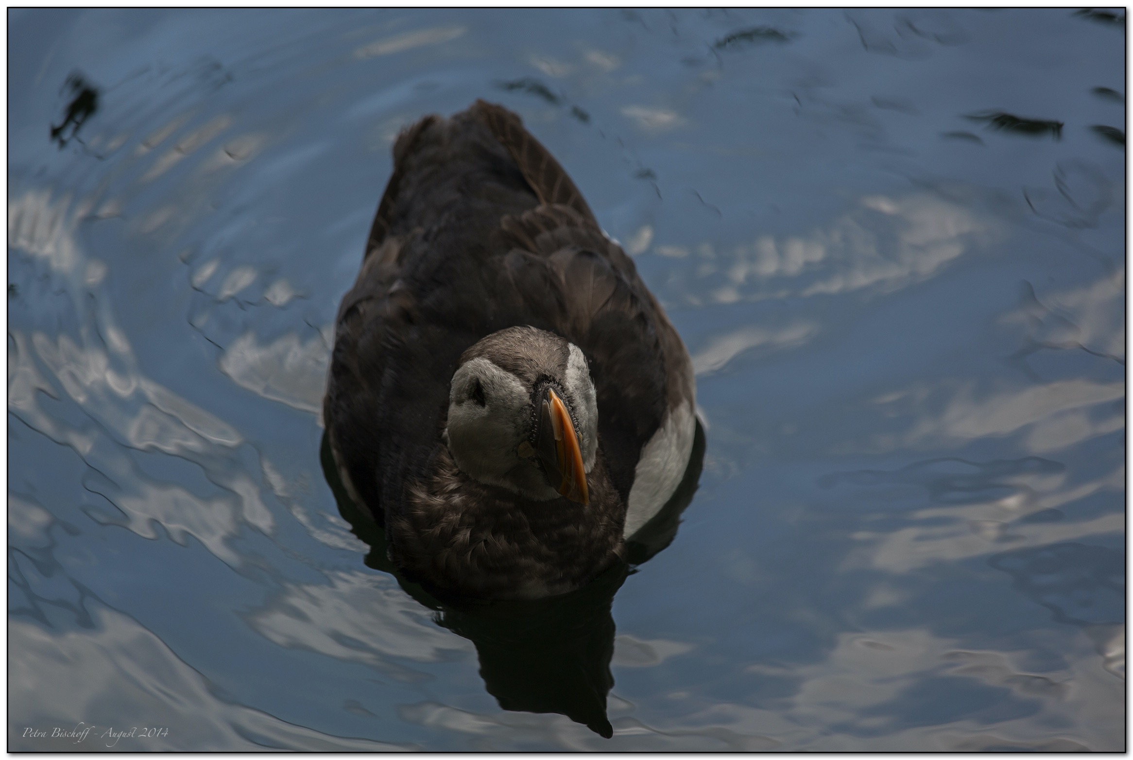 &copy; Petra Bischoff