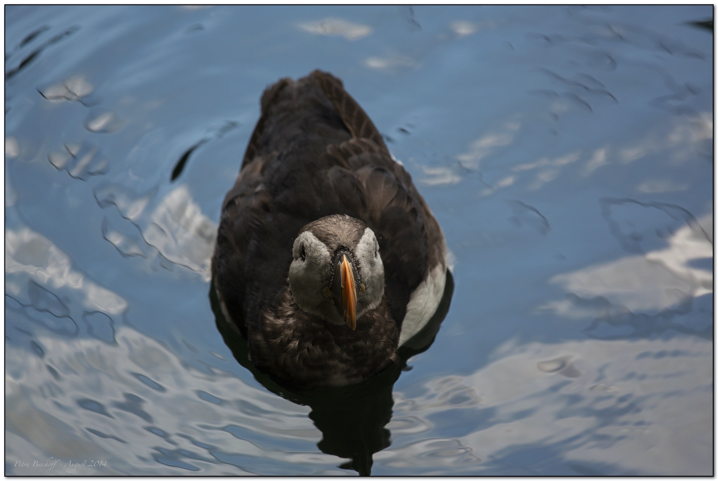 &copy; Petra Bischoff