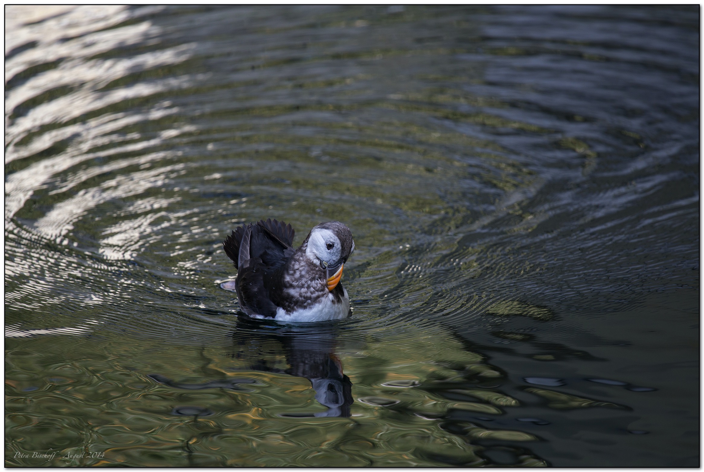 &copy; Petra Bischoff