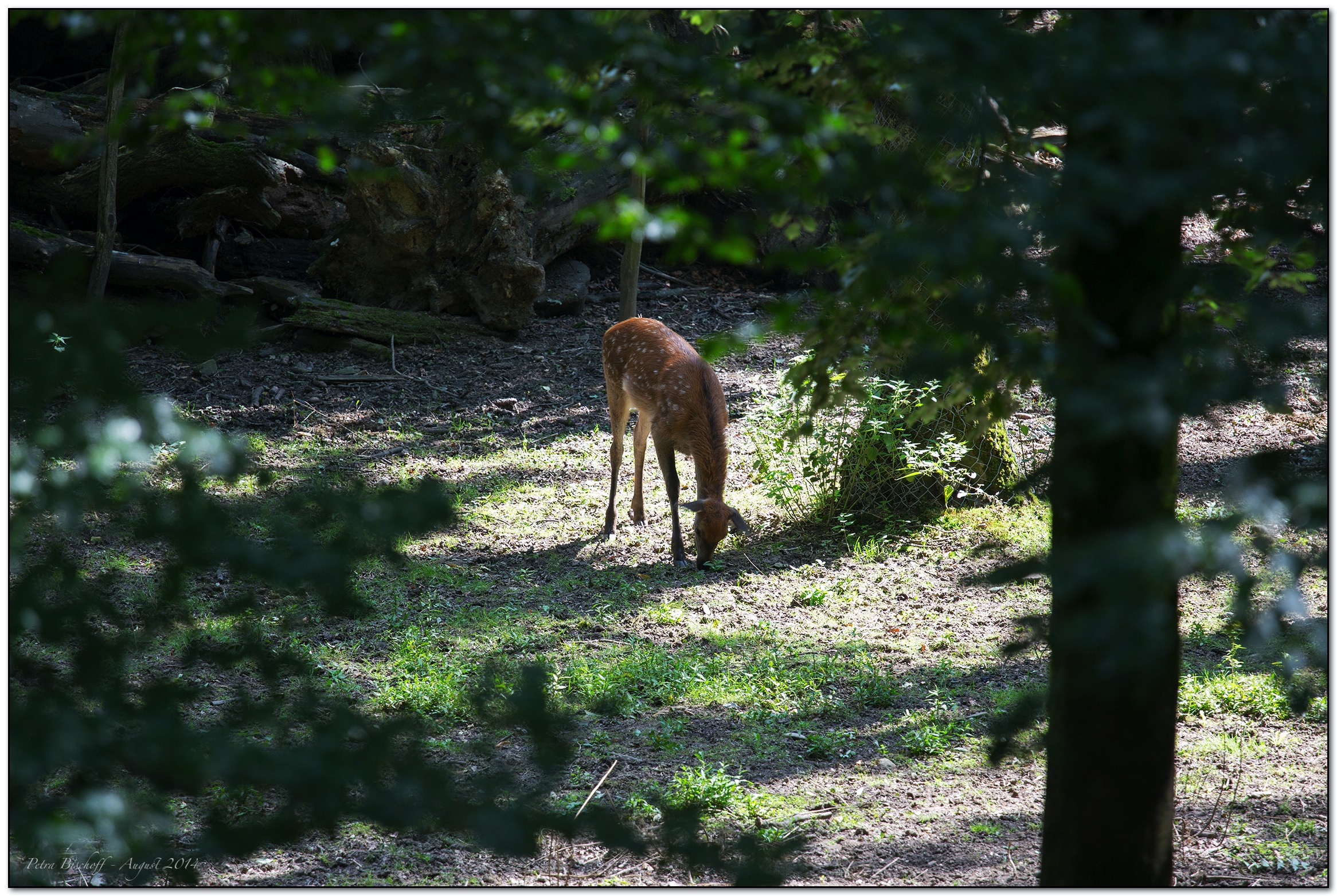 &copy; Petra Bischoff