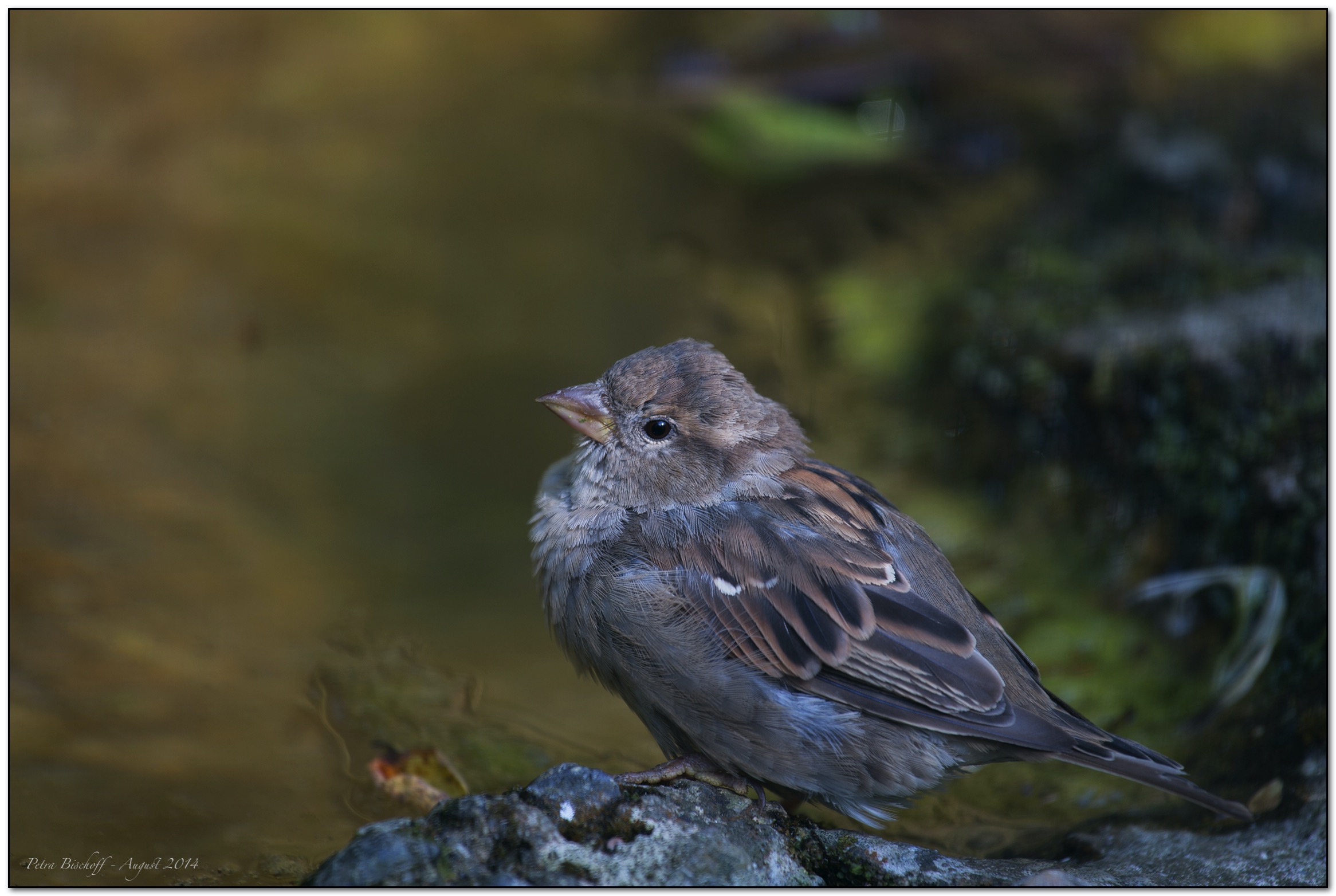 &copy; Petra Bischoff