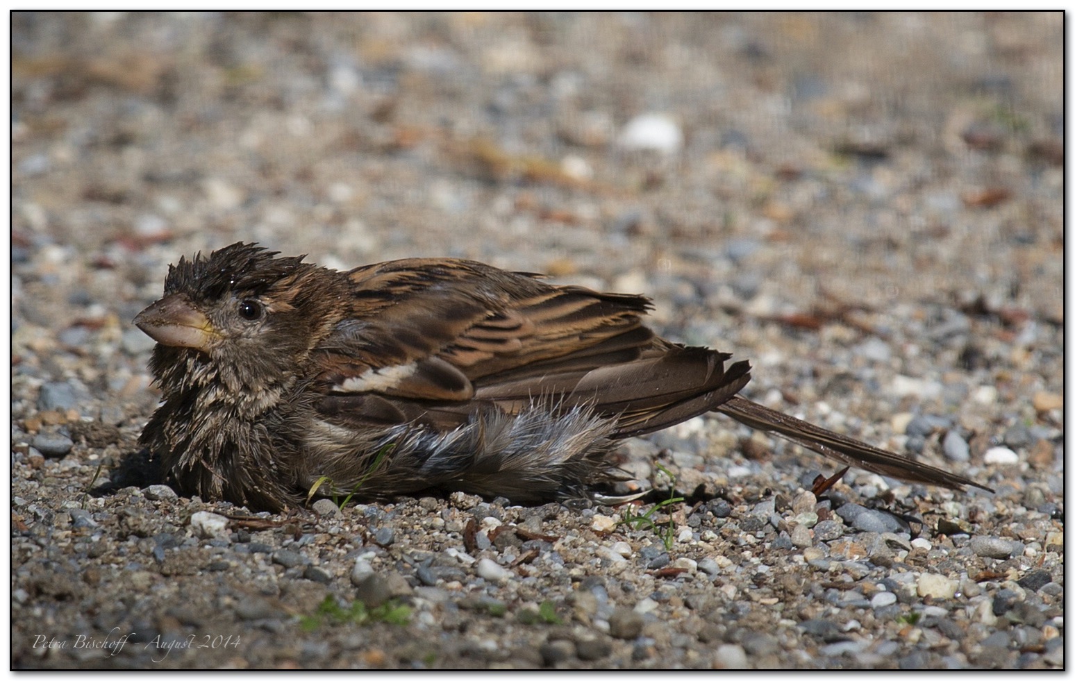 &copy; Petra Bischoff