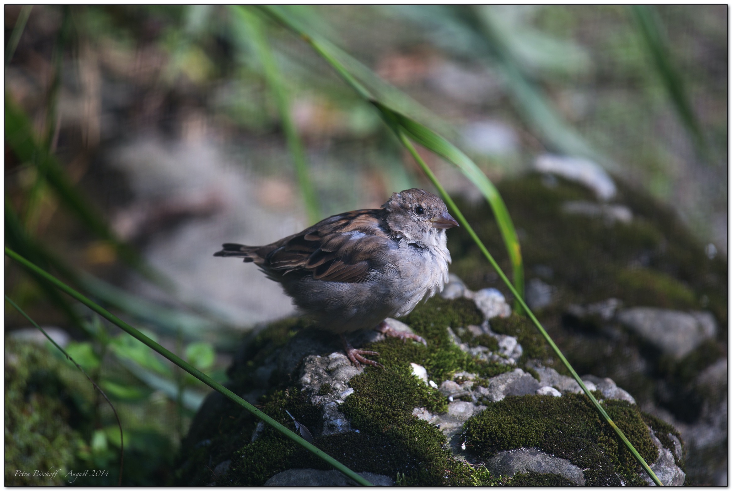 &copy; Petra Bischoff