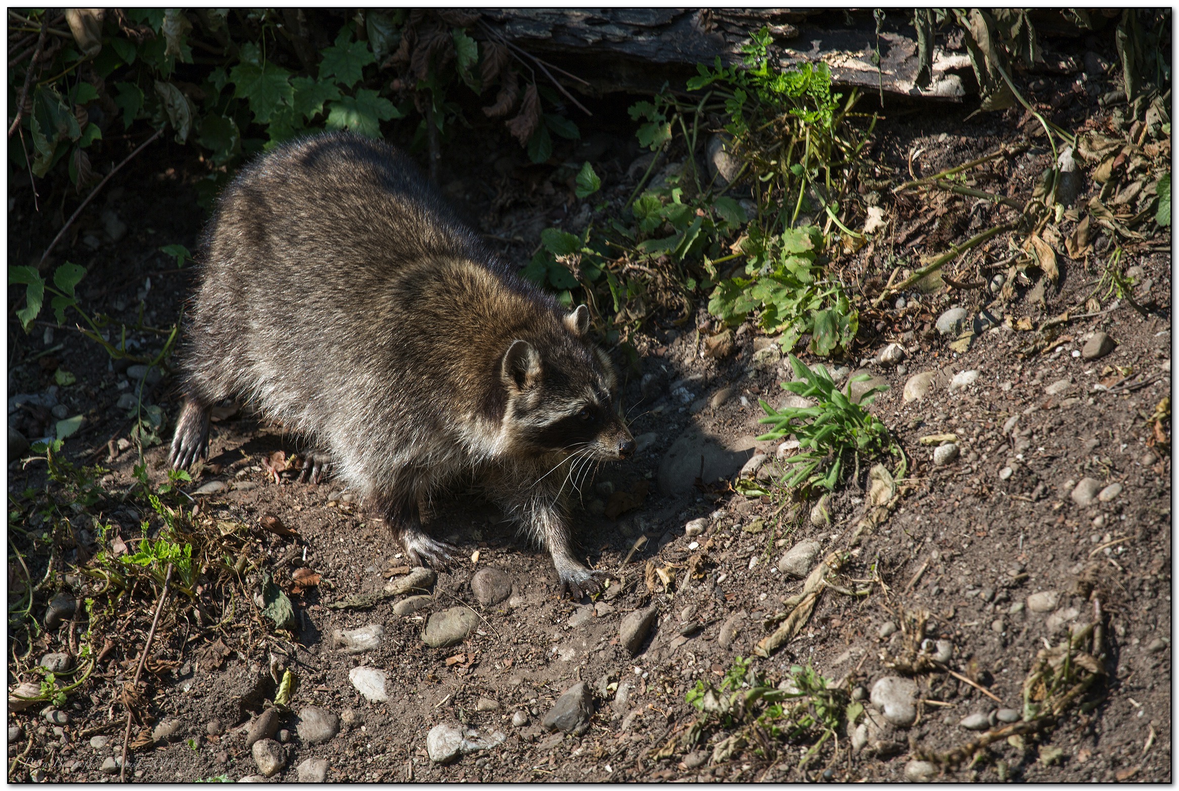 &copy; Petra Bischoff