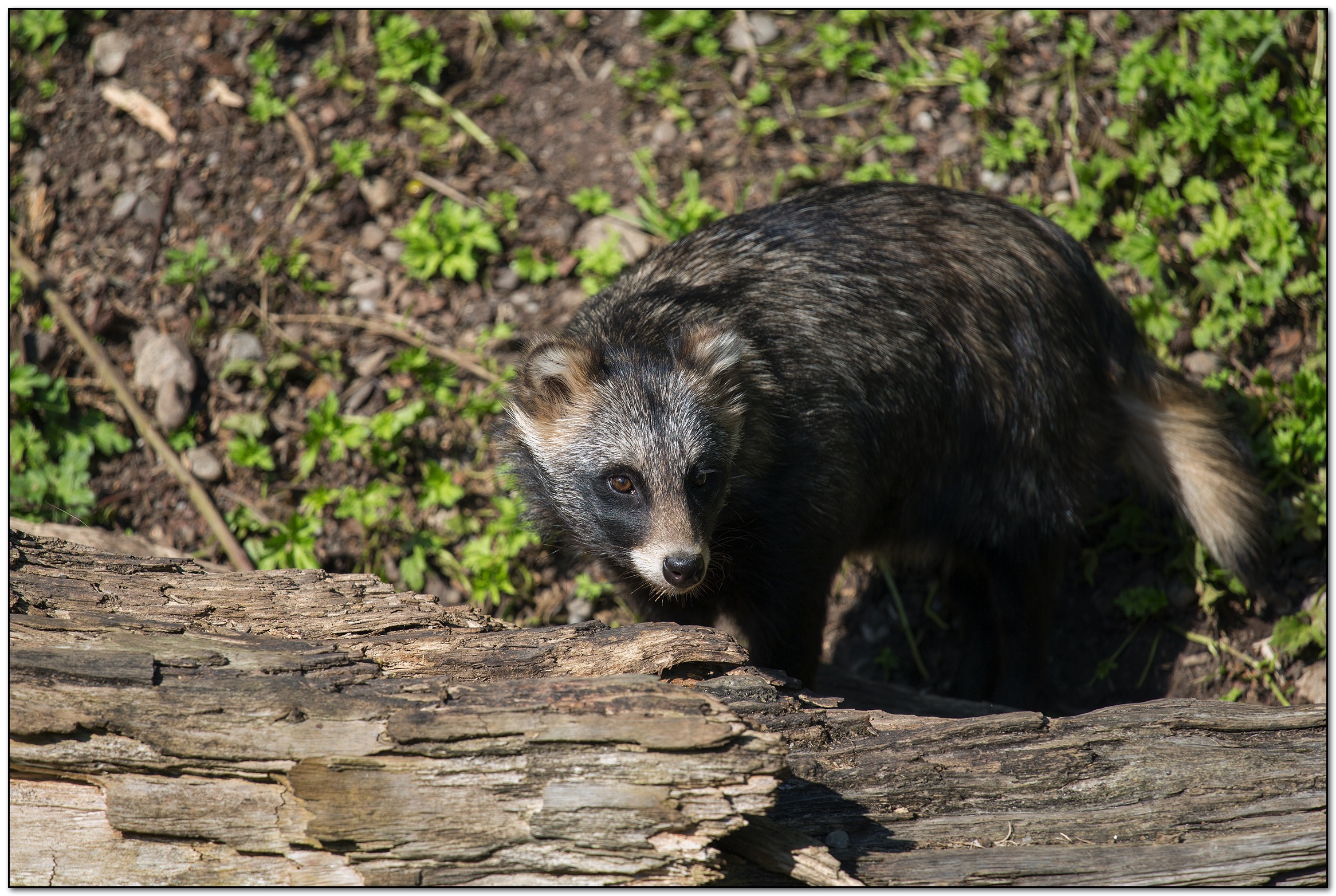 &copy; Petra Bischoff