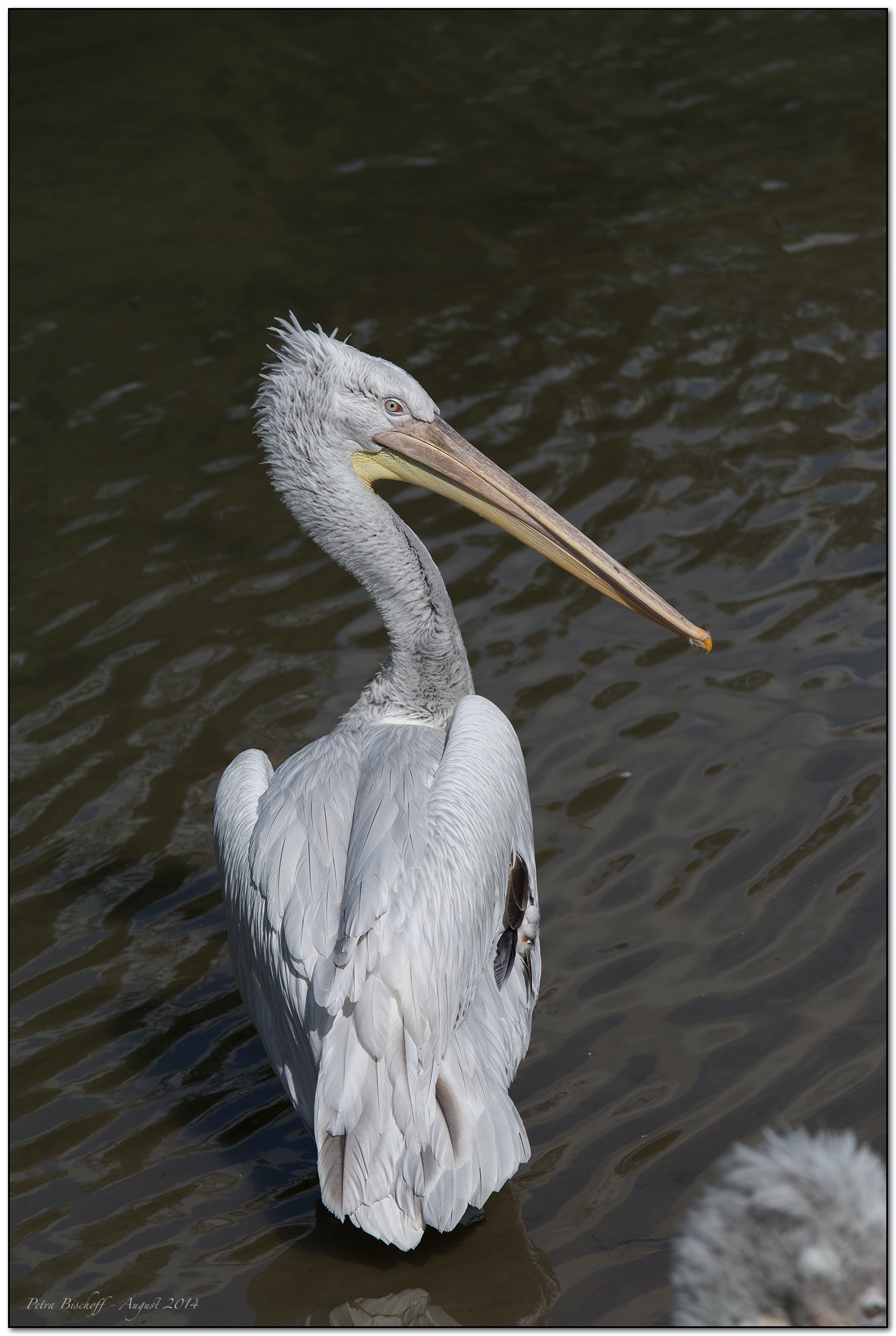 &copy; Petra Bischoff