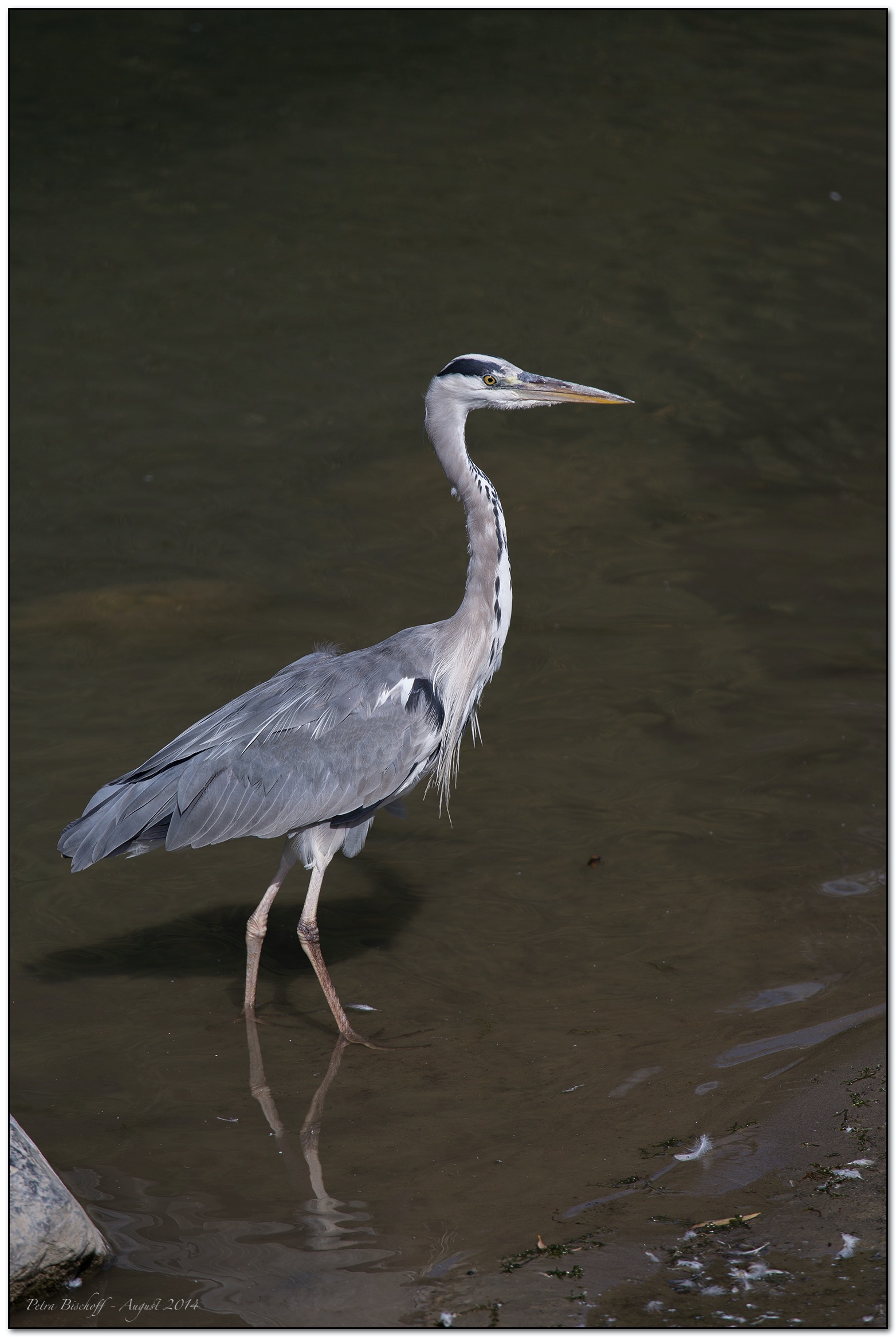 &copy; Petra Bischoff