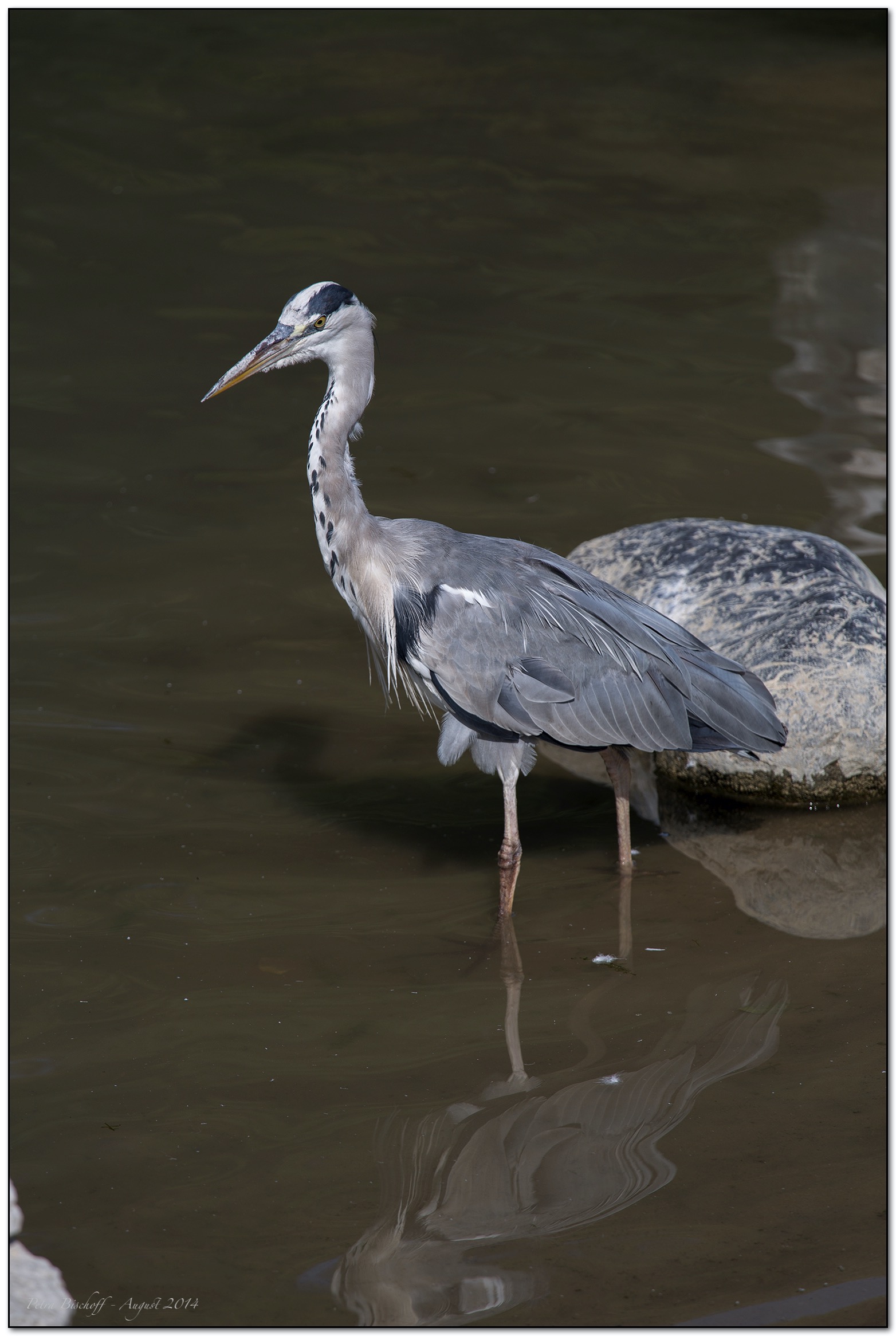 &copy; Petra Bischoff