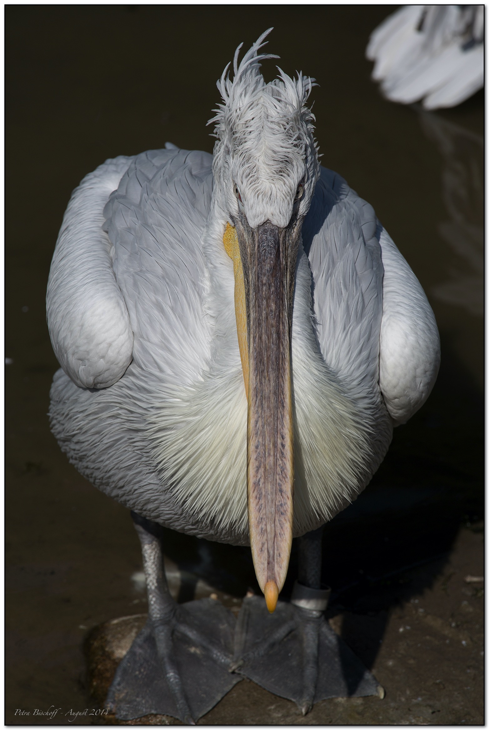 &copy; Petra Bischoff