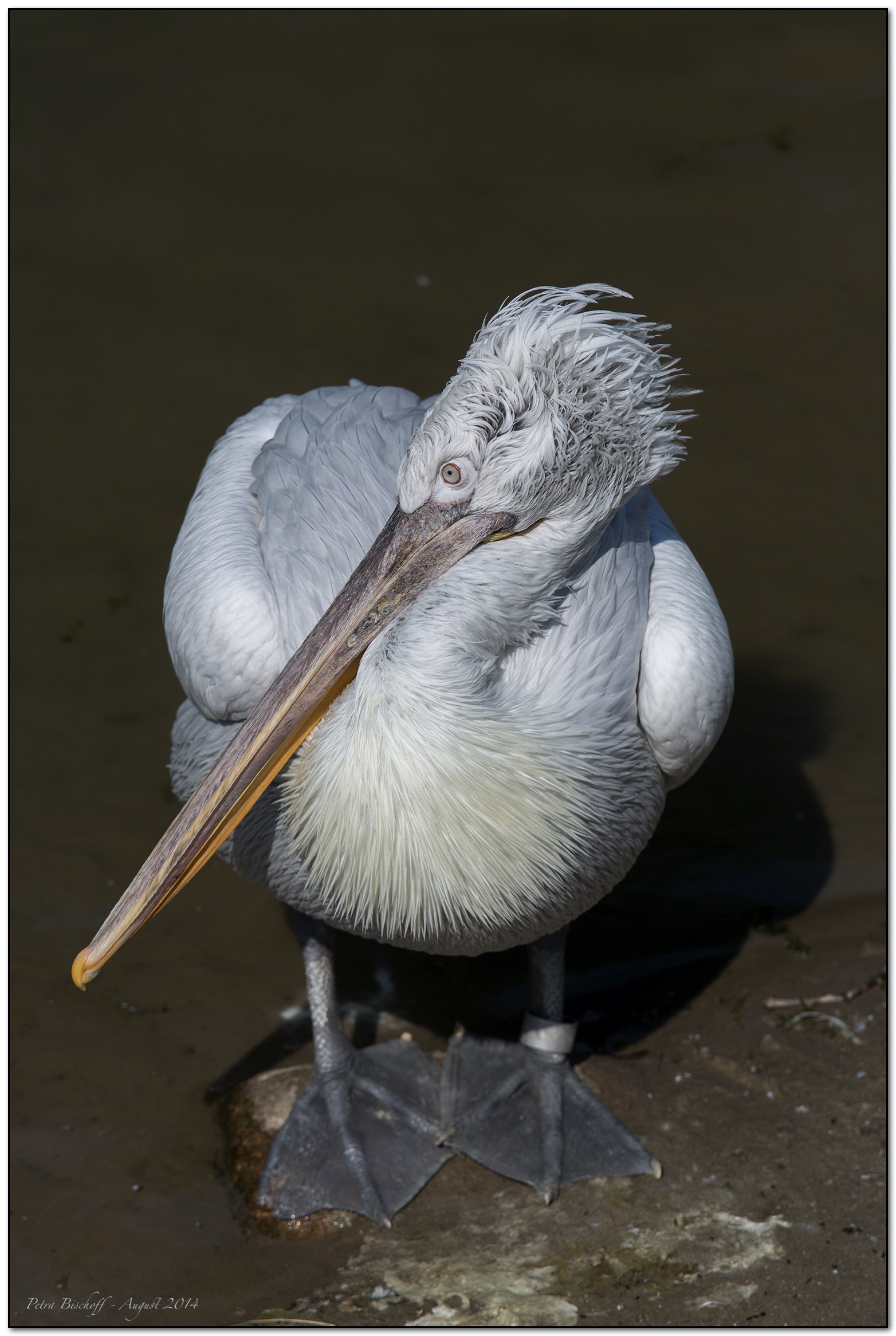 &copy; Petra Bischoff