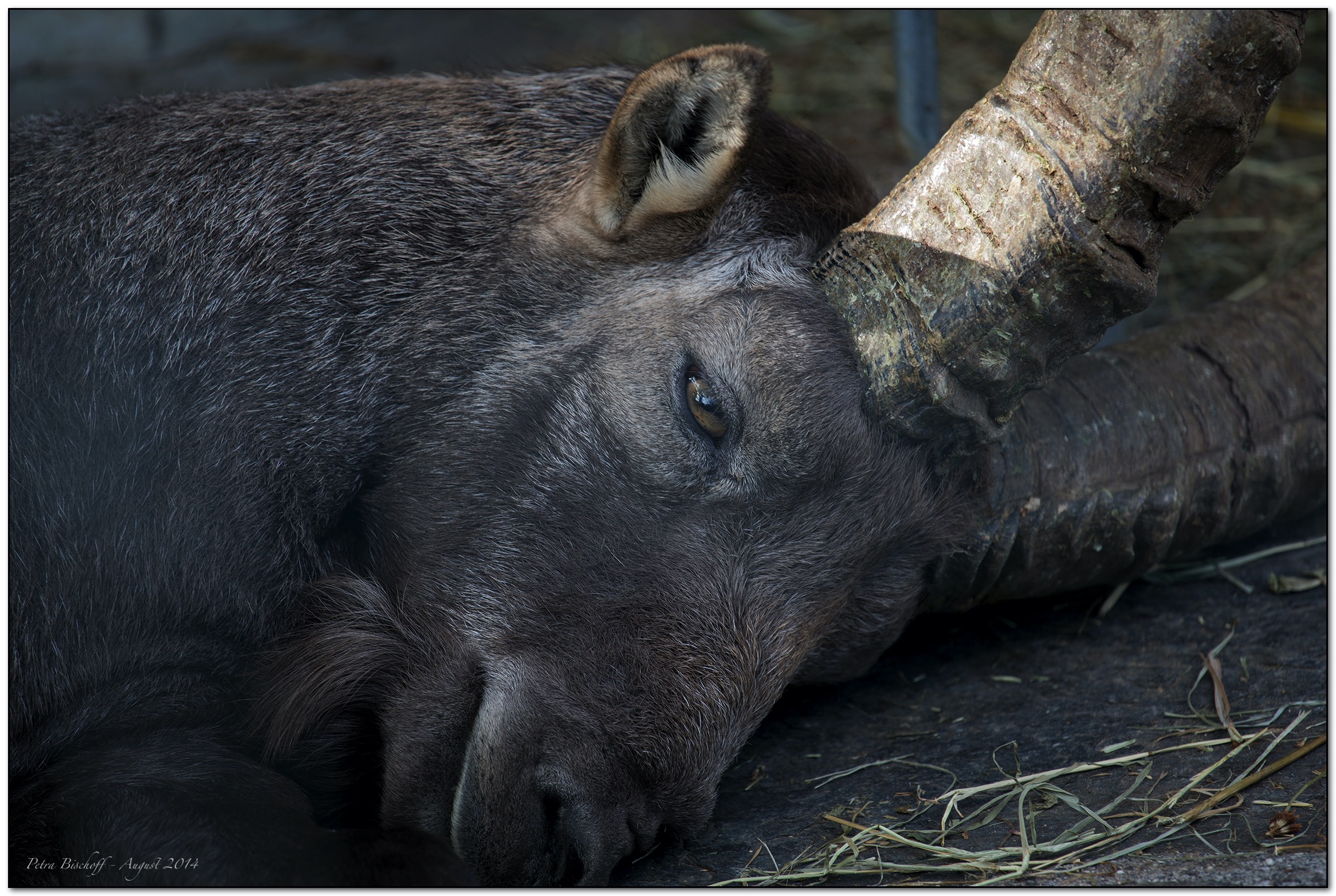 &copy; Petra Bischoff