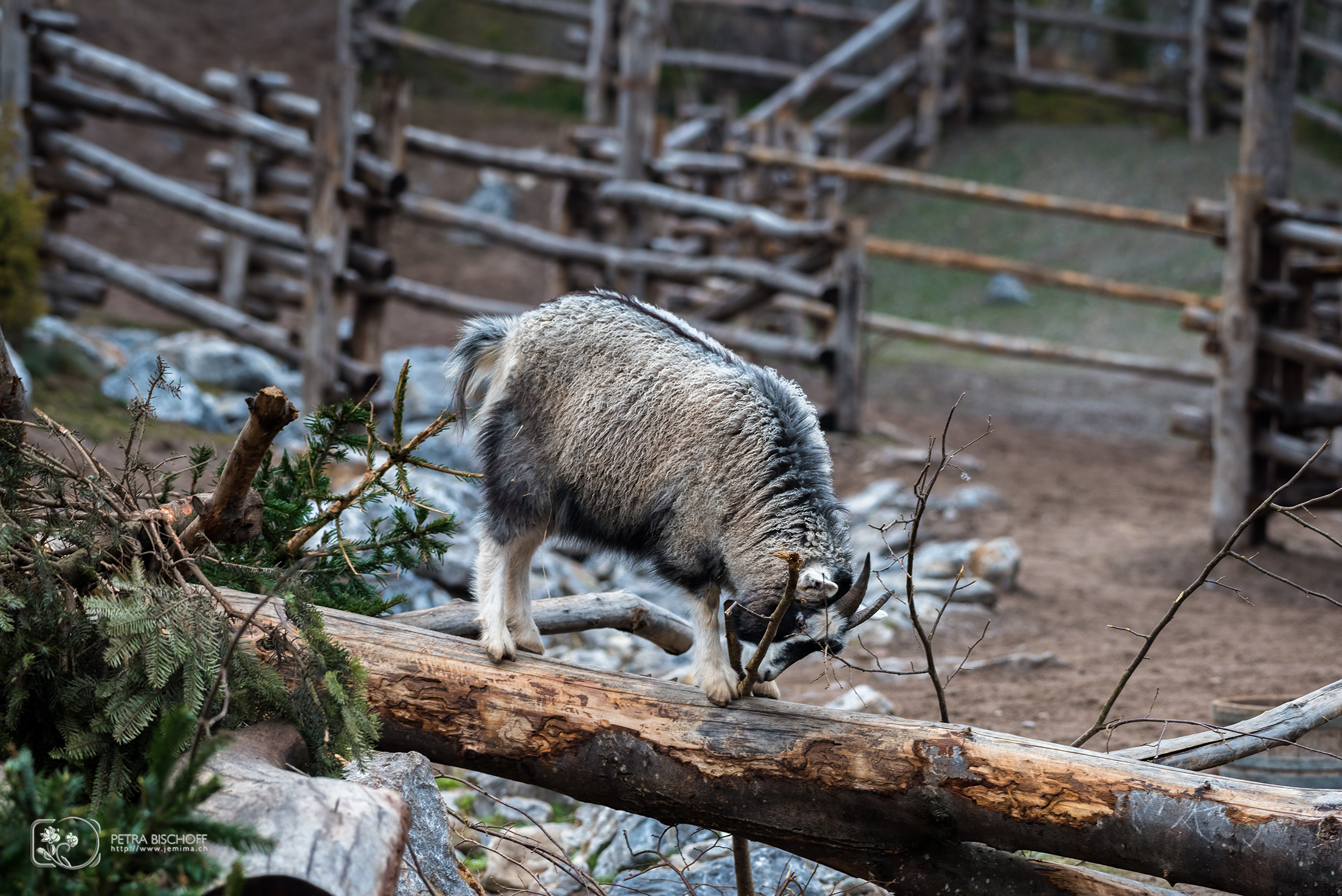 &copy; Petra Bischoff