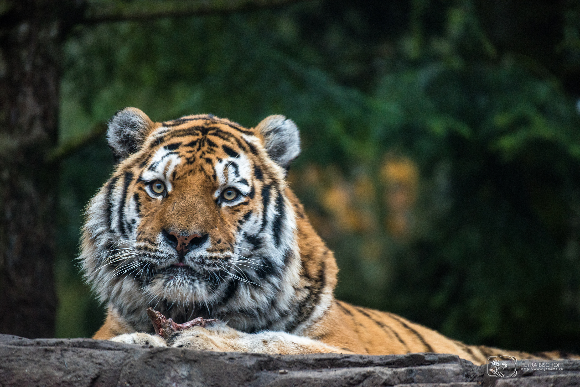 &copy; Petra Bischoff