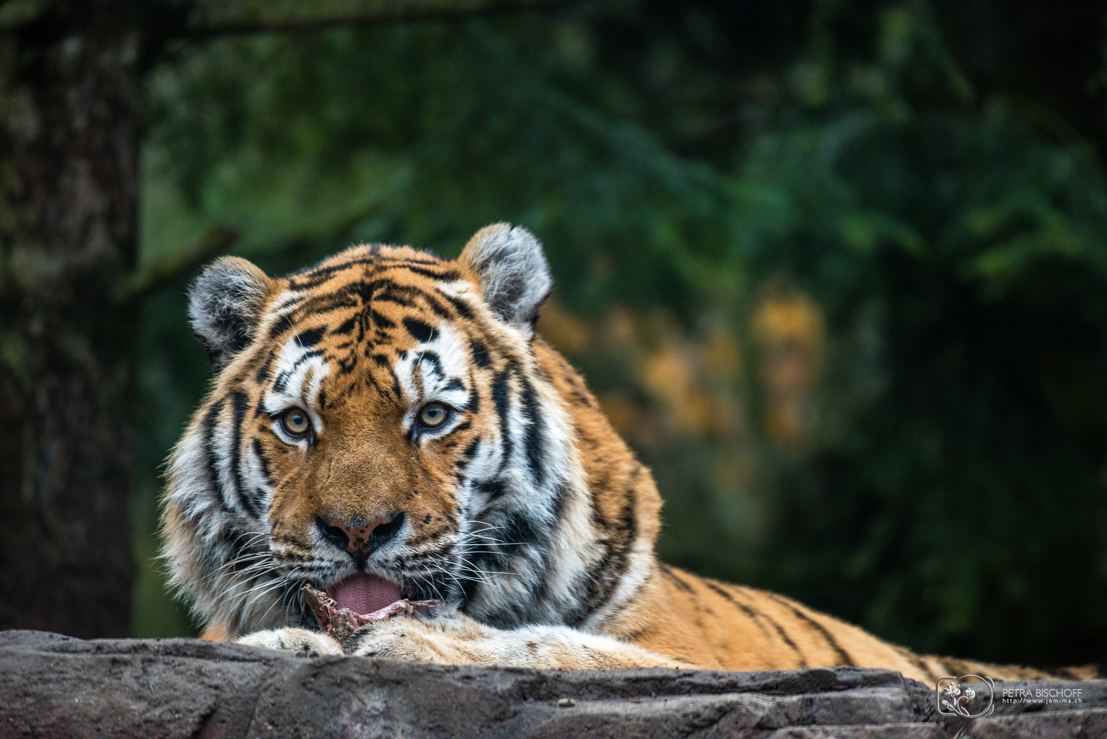 &copy; Petra Bischoff