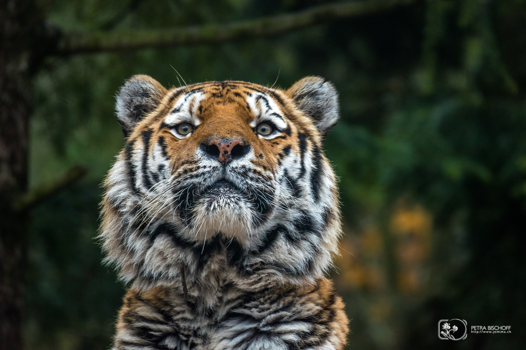 &copy; Petra Bischoff