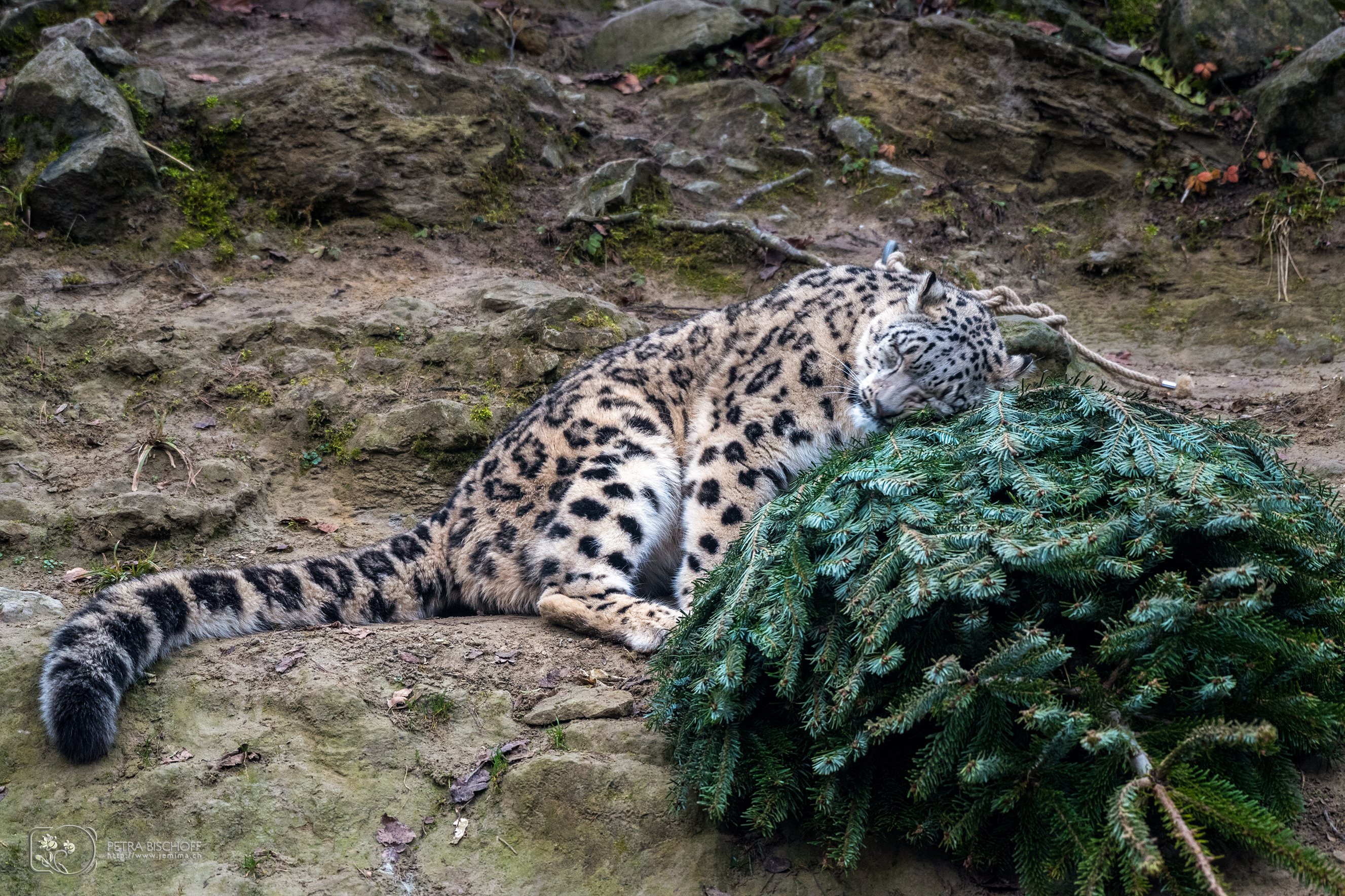 &copy; Petra Bischoff