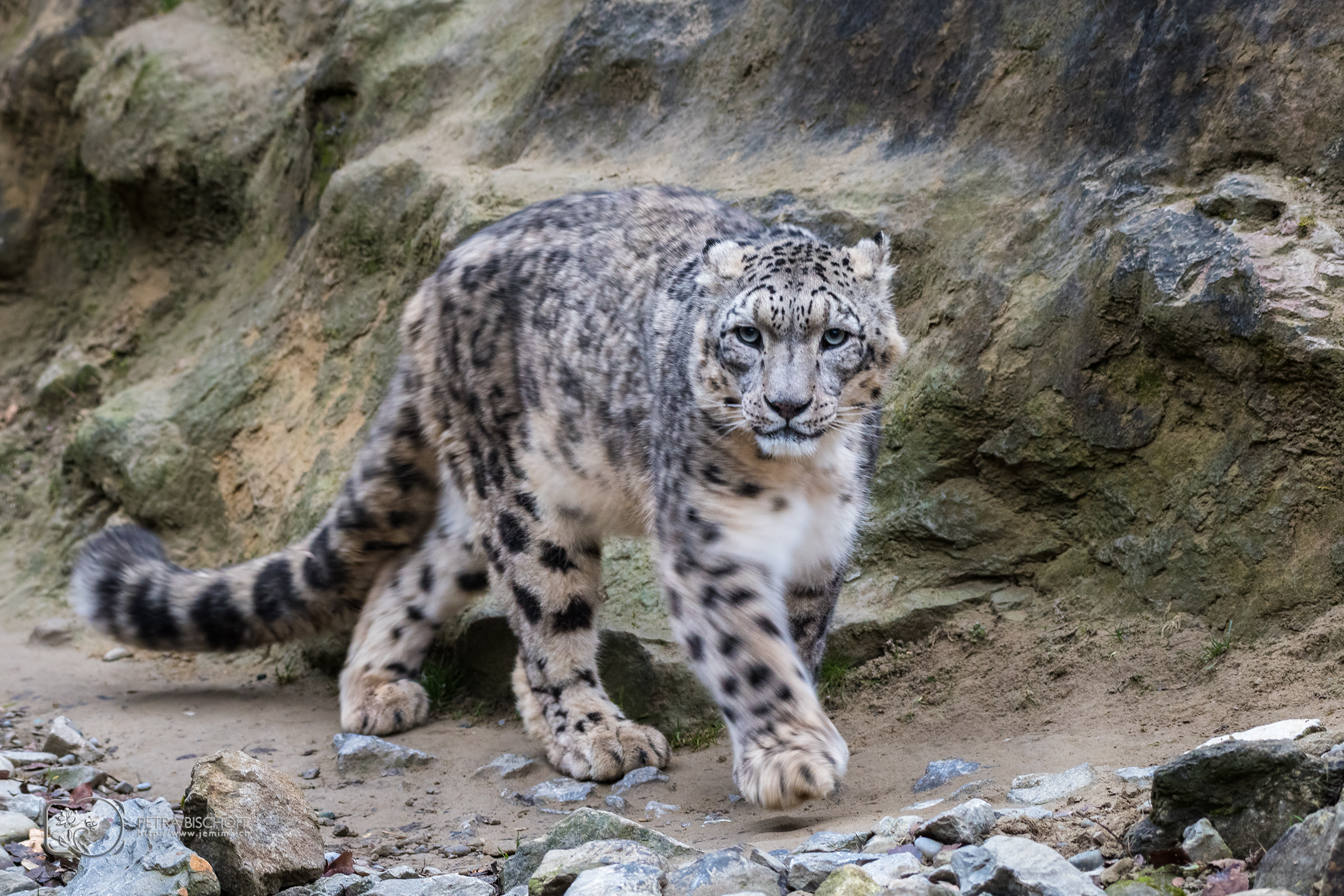 &copy; Petra Bischoff