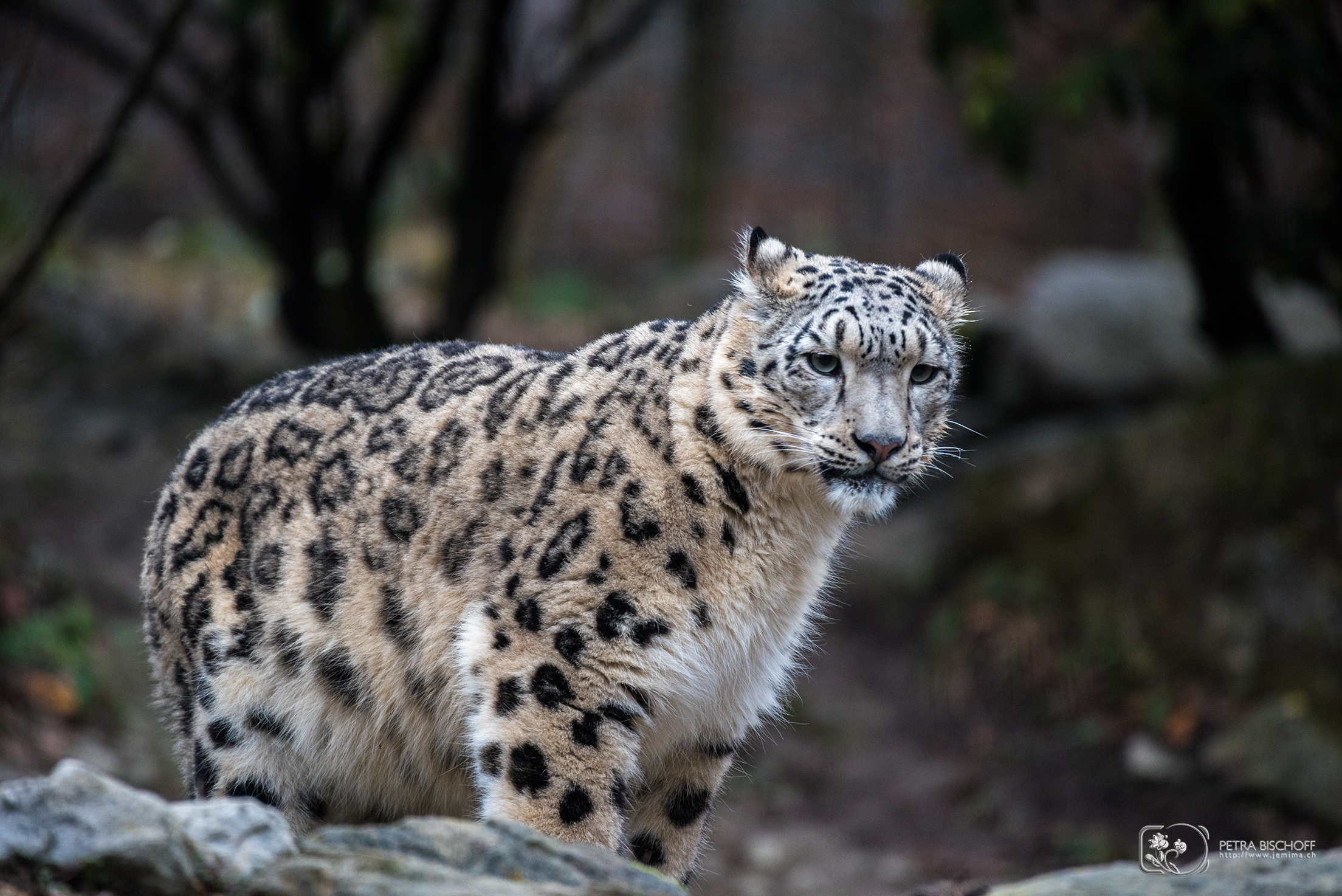 &copy; Petra Bischoff