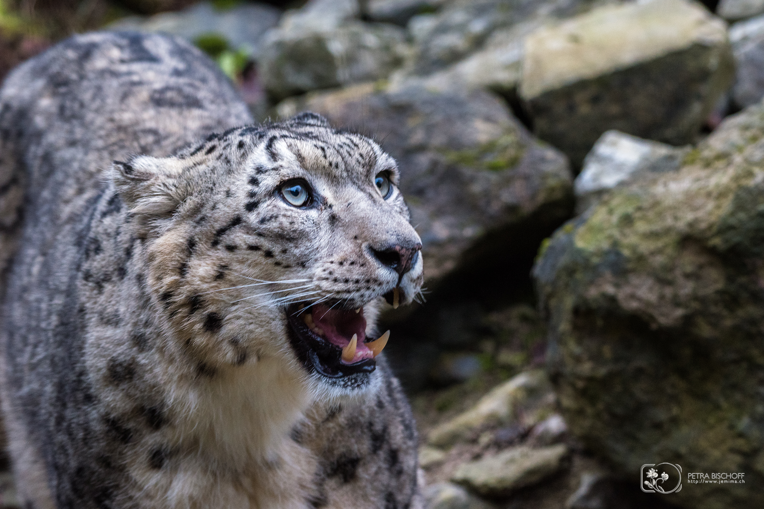 &copy; Petra Bischoff