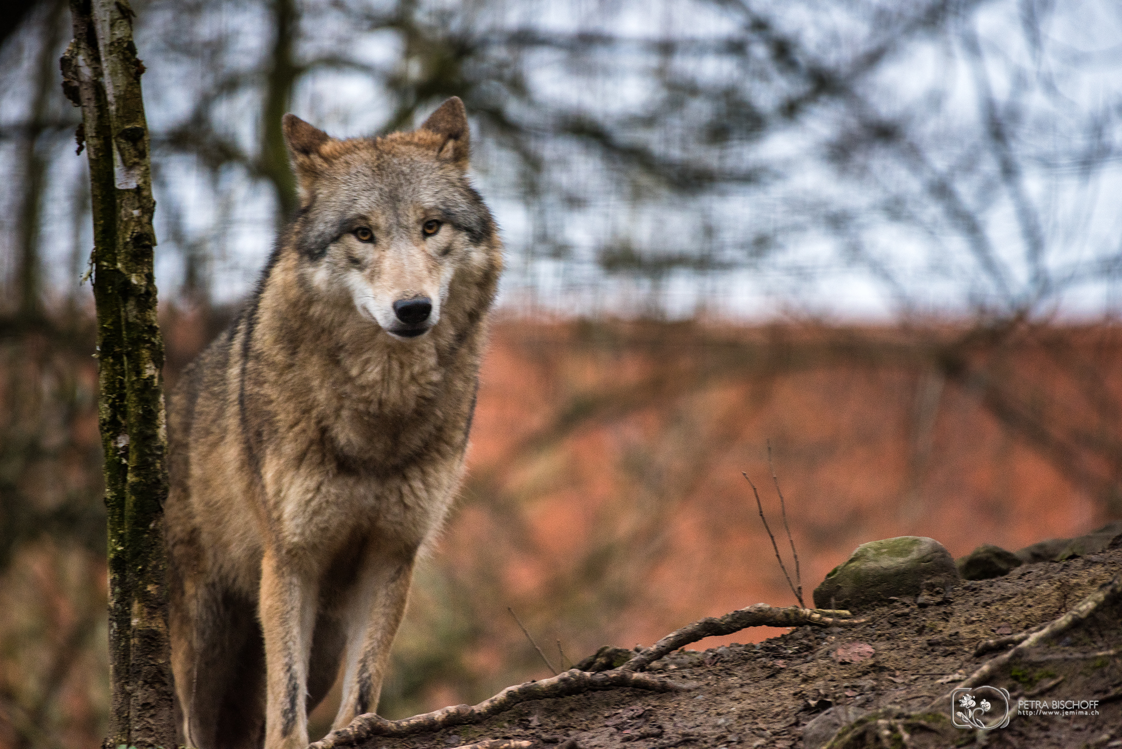 &copy; Petra Bischoff