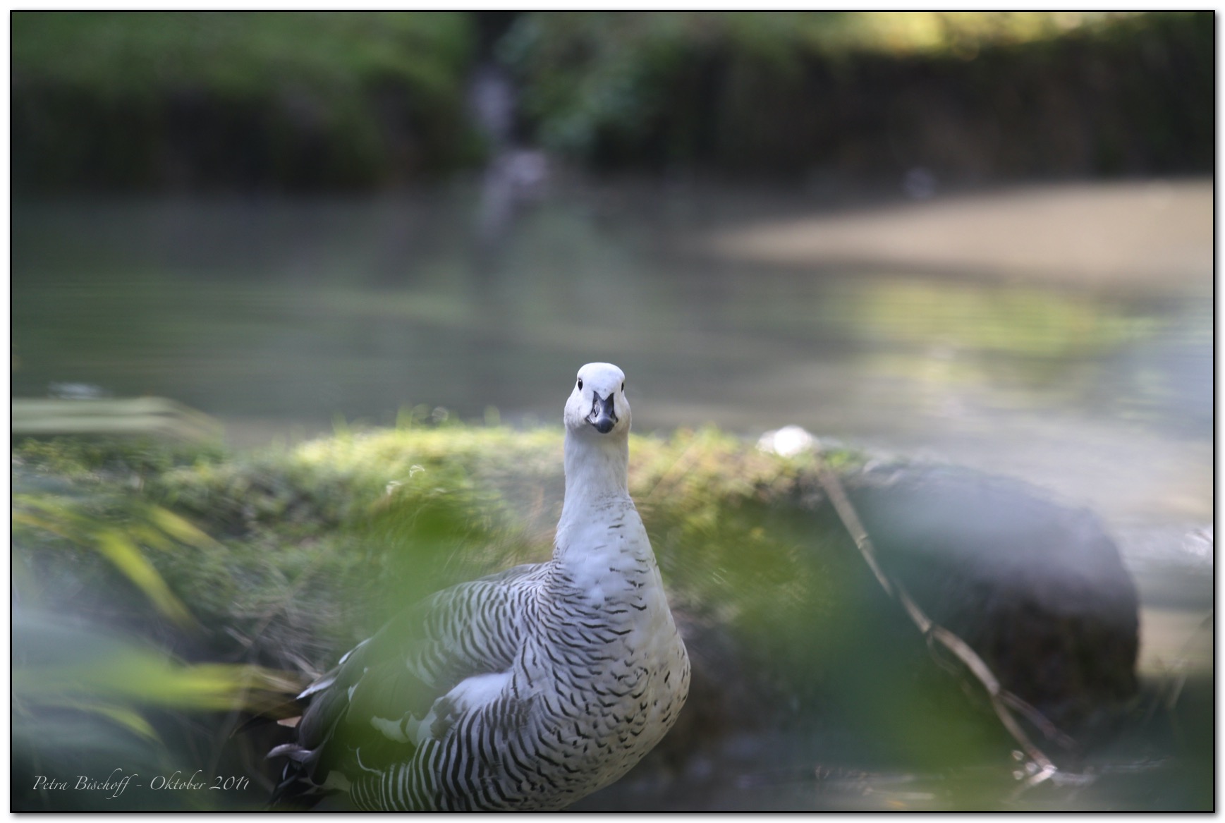 &copy; Petra Bischoff