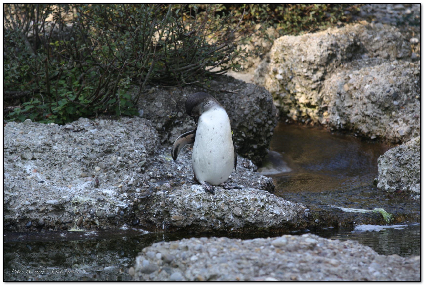 &copy; Petra Bischoff