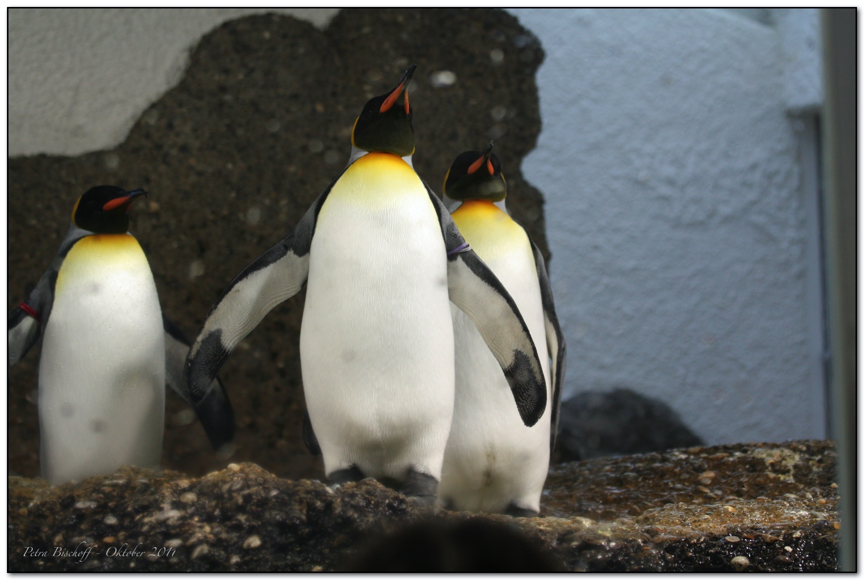 &copy; Petra Bischoff