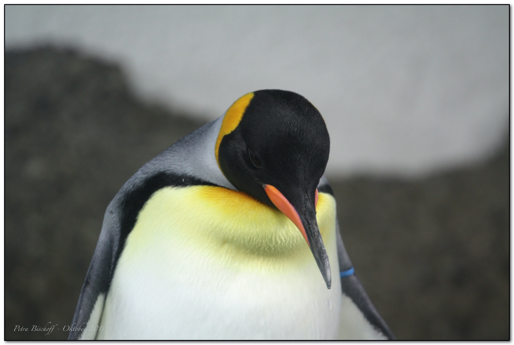 &copy; Petra Bischoff