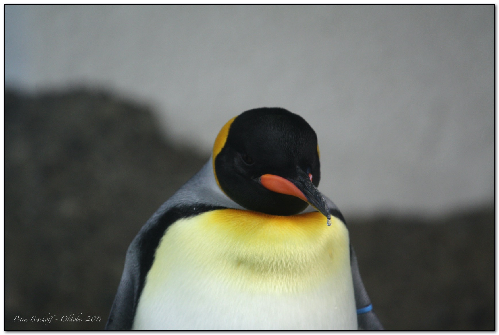 &copy; Petra Bischoff