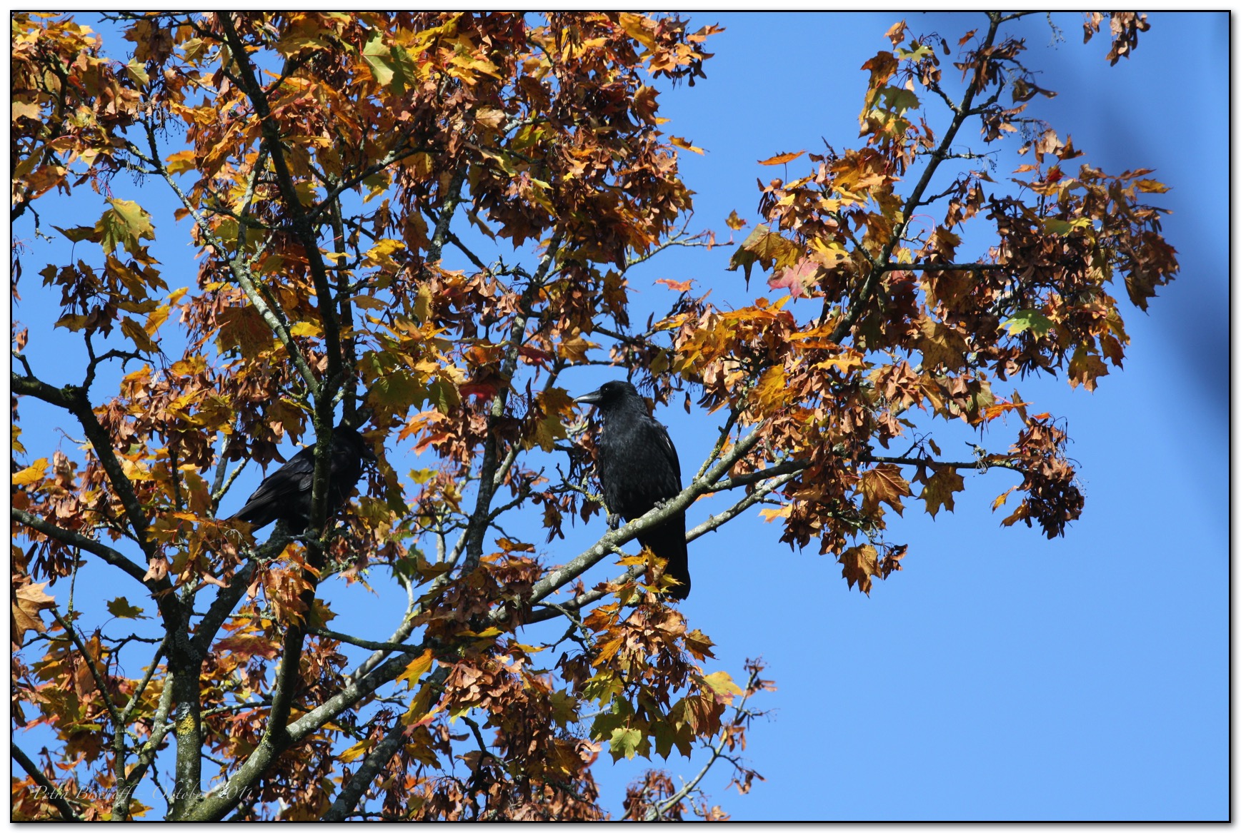 &copy; Petra Bischoff