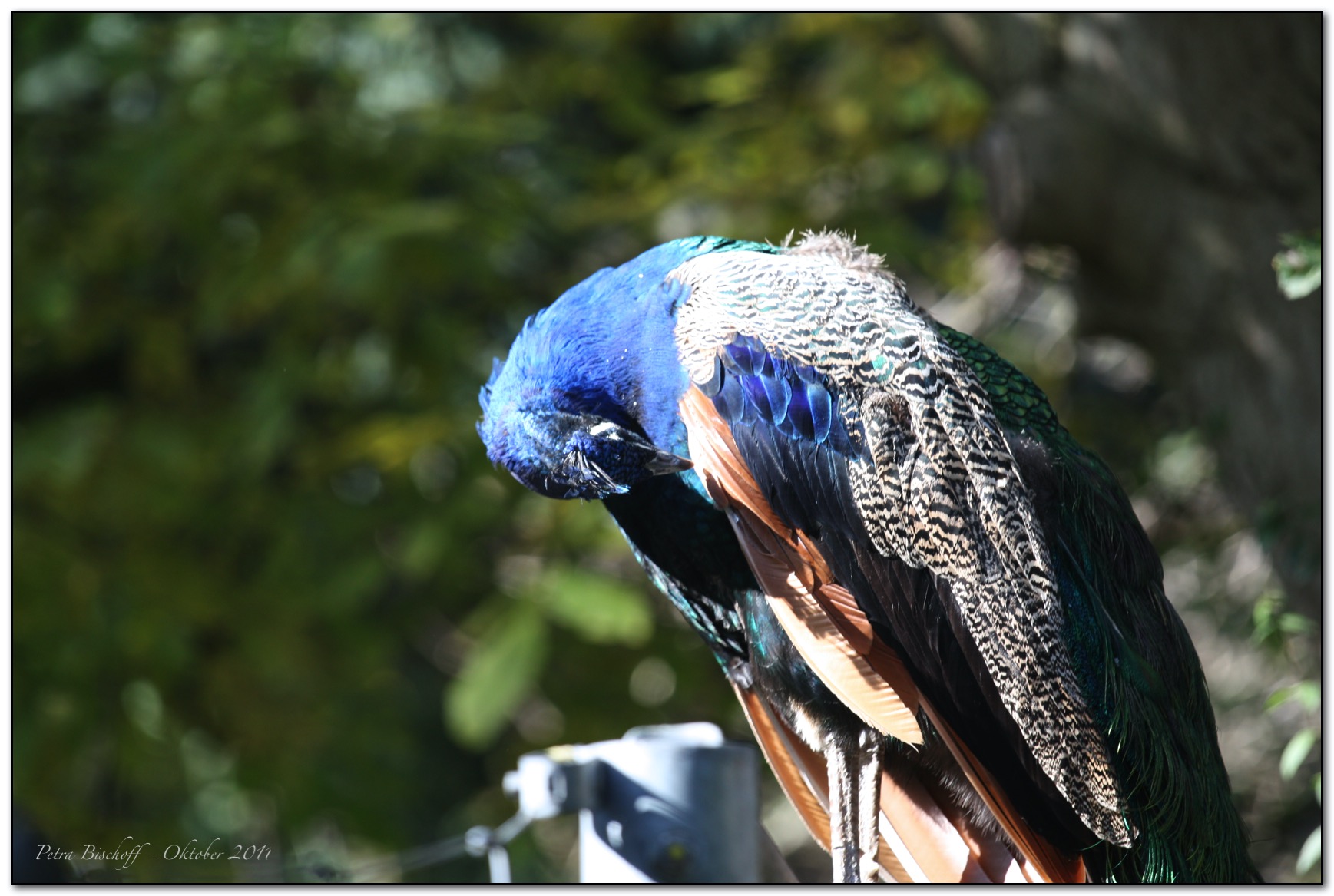 &copy; Petra Bischoff