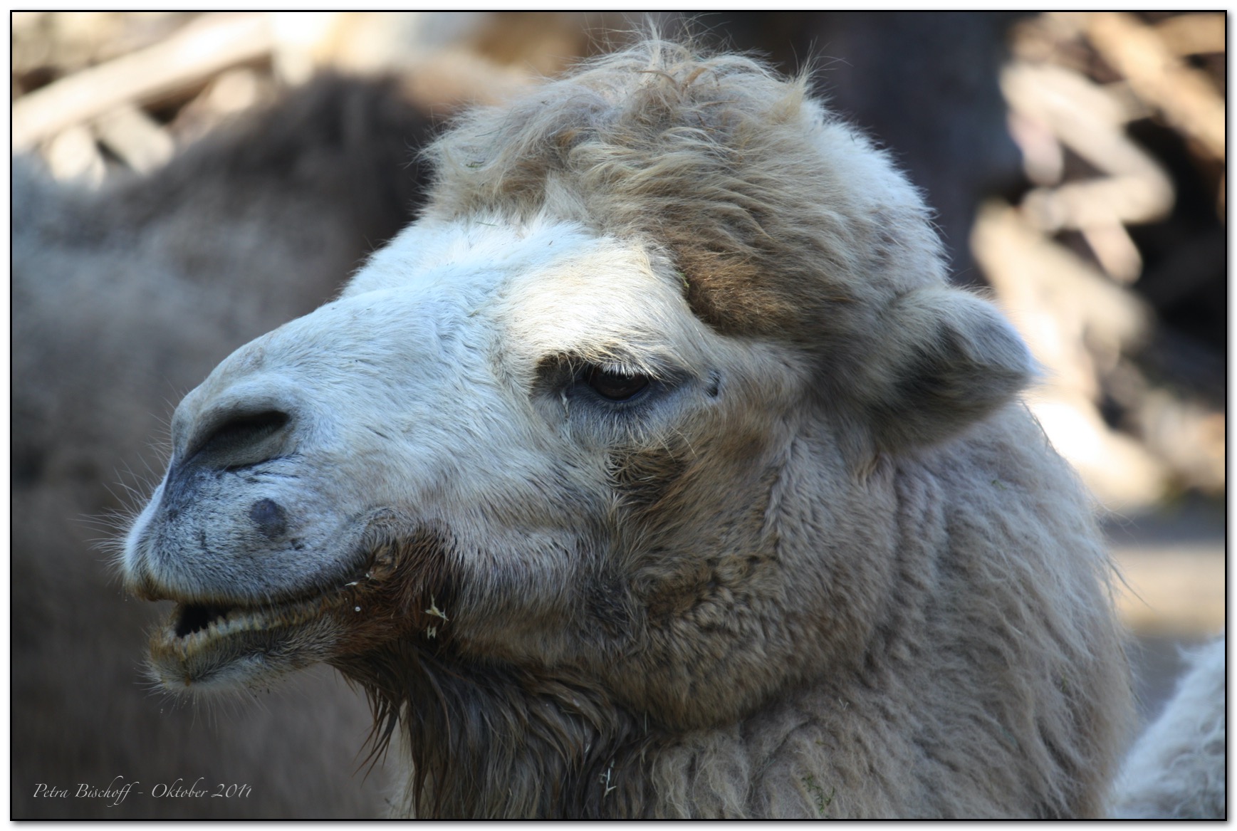 &copy; Petra Bischoff